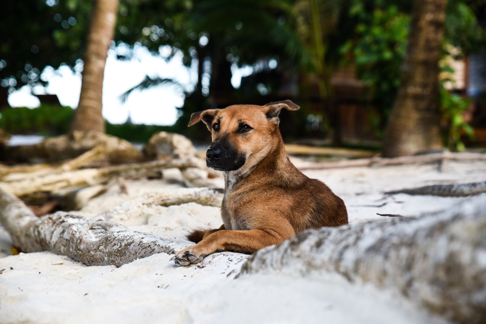 Nikon D750 sample photo. Dog, animal, cute photography