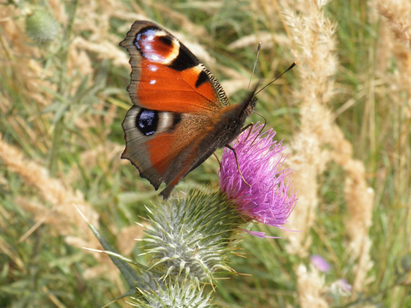 Olympus u9010,S9010 sample photo. Butterfly, flower, insects photography