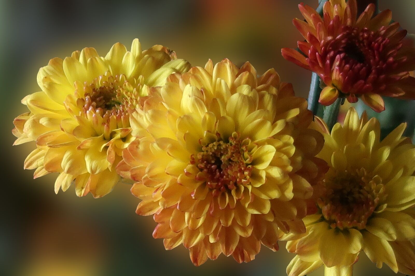 Canon PowerShot G7 X Mark II sample photo. Chrysamthemum, flower, yellow photography