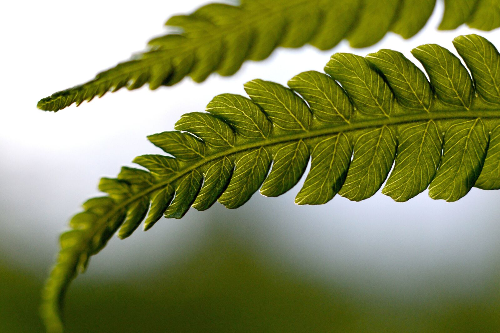 Nikon D3200 sample photo. Fern, ferns, the delicacy photography