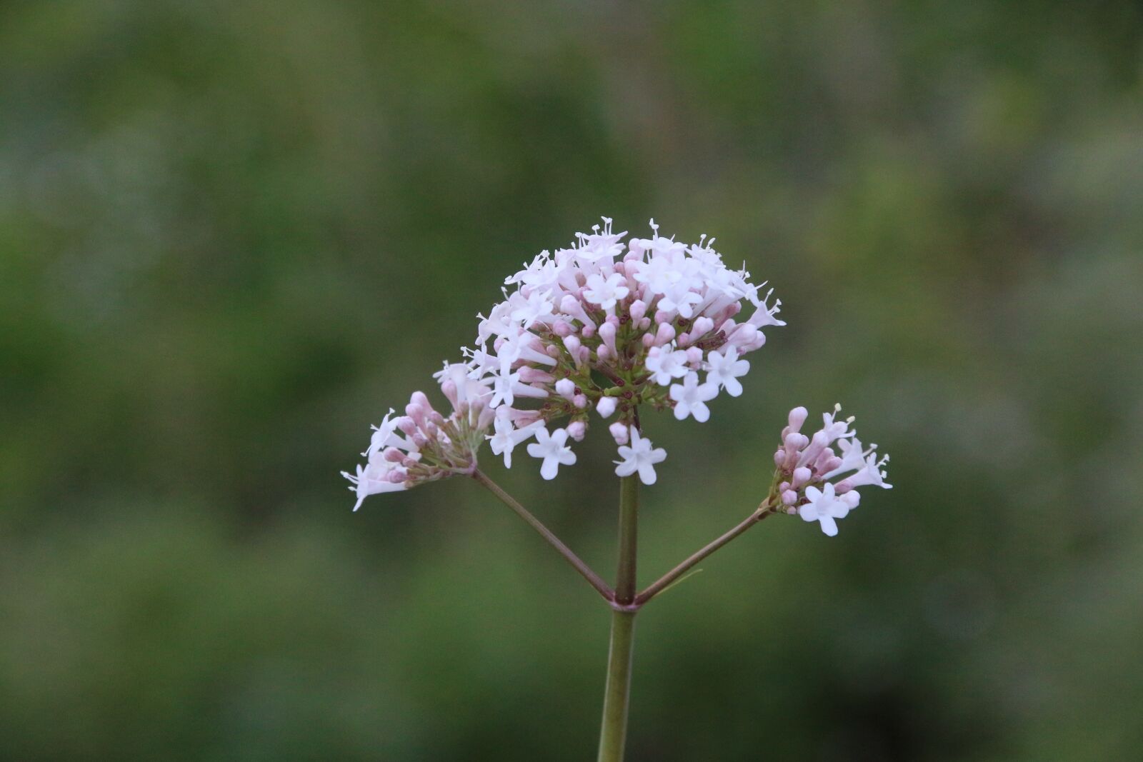 Canon EF-S 18-135mm F3.5-5.6 IS sample photo. Flower, plant, nature photography