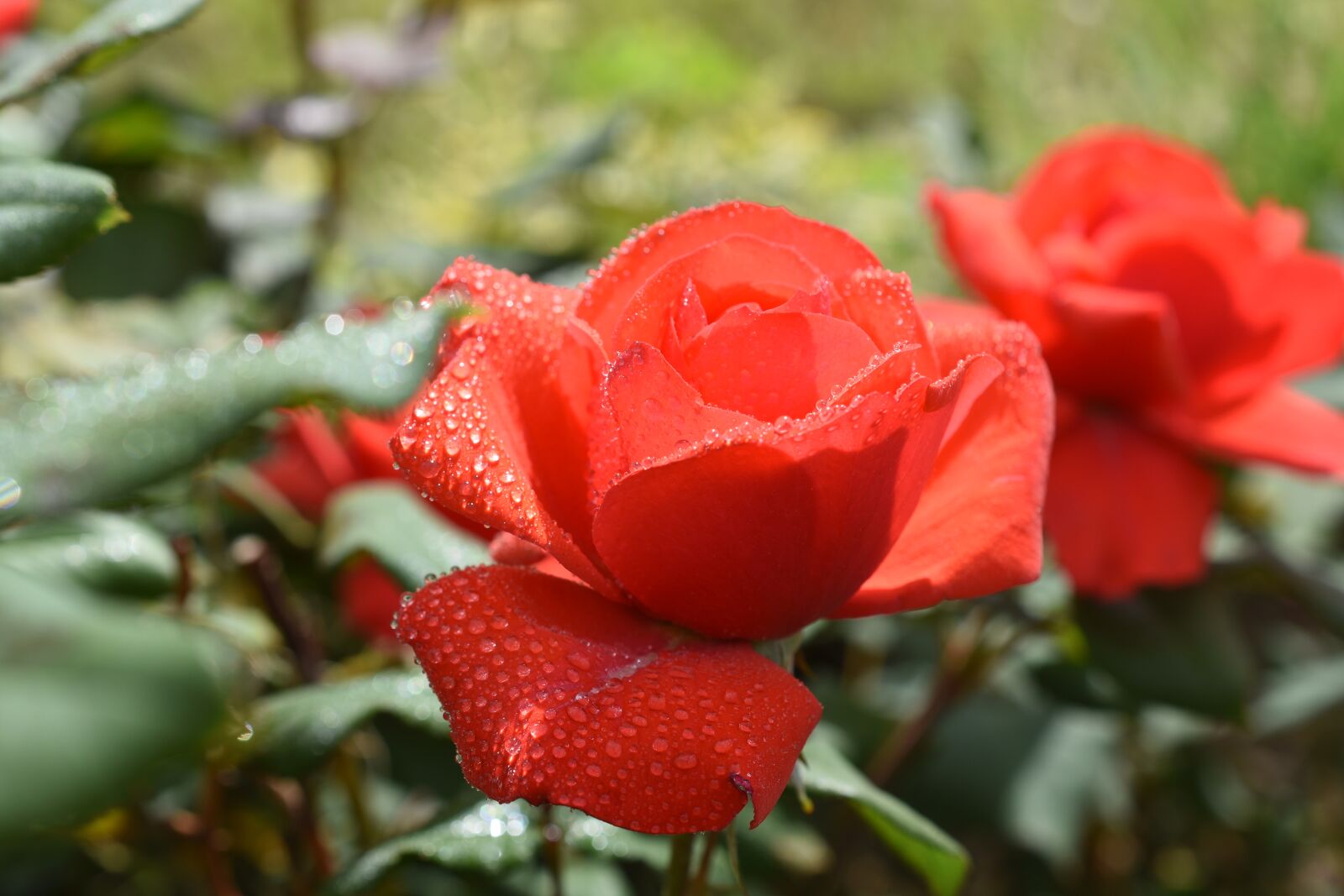 Nikon D7200 sample photo. Rose, plants, flowers photography