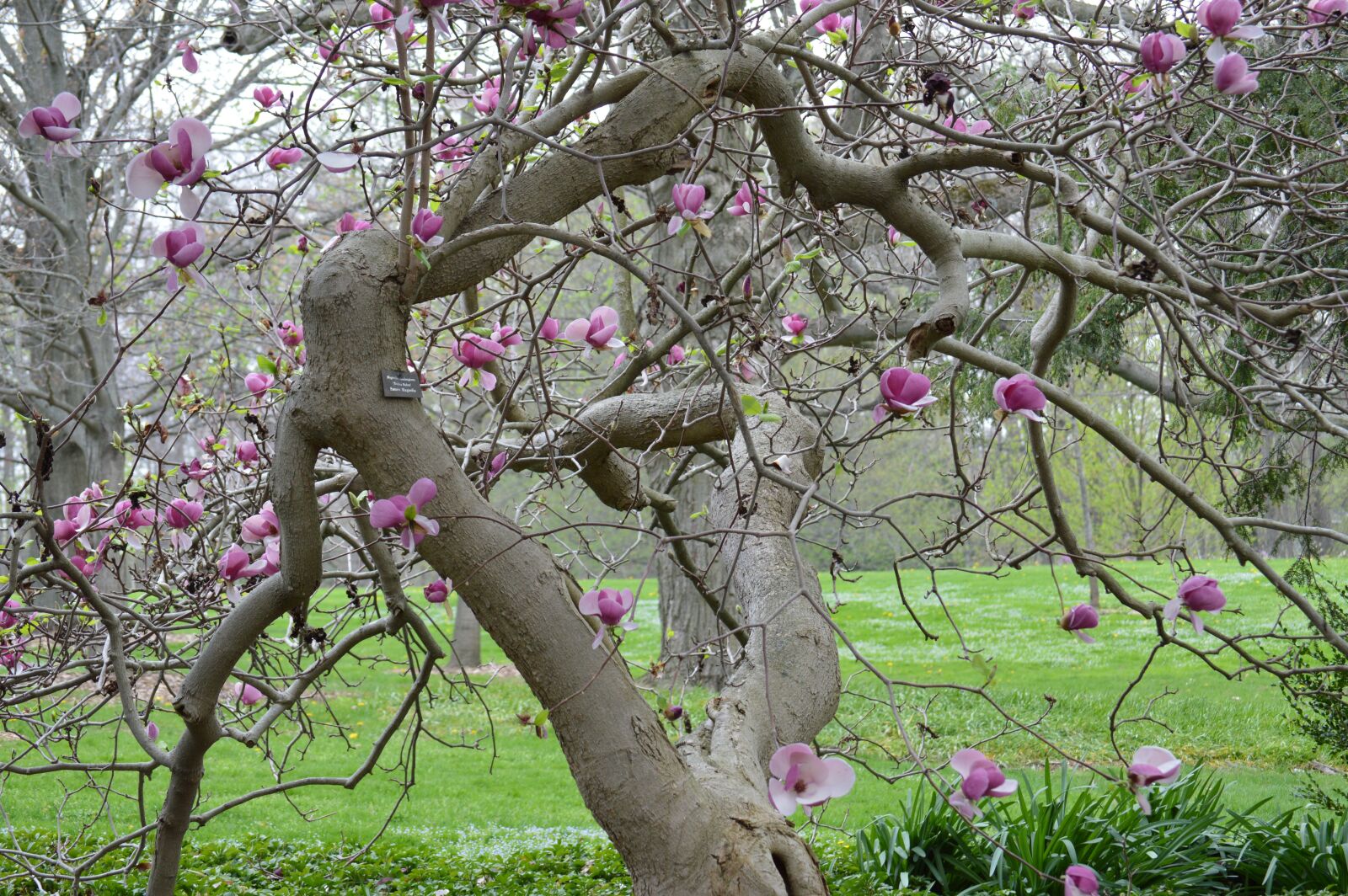 Nikon D3200 sample photo. Cherry blossoms, spring, flowers photography