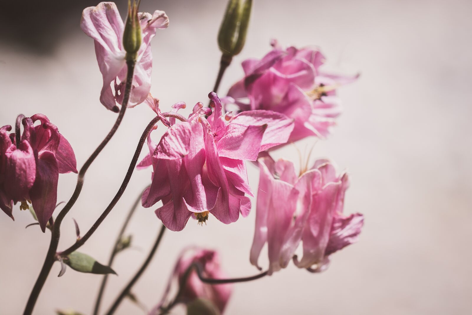 Nikon D7100 sample photo. Columbine, pink, pink columbine photography