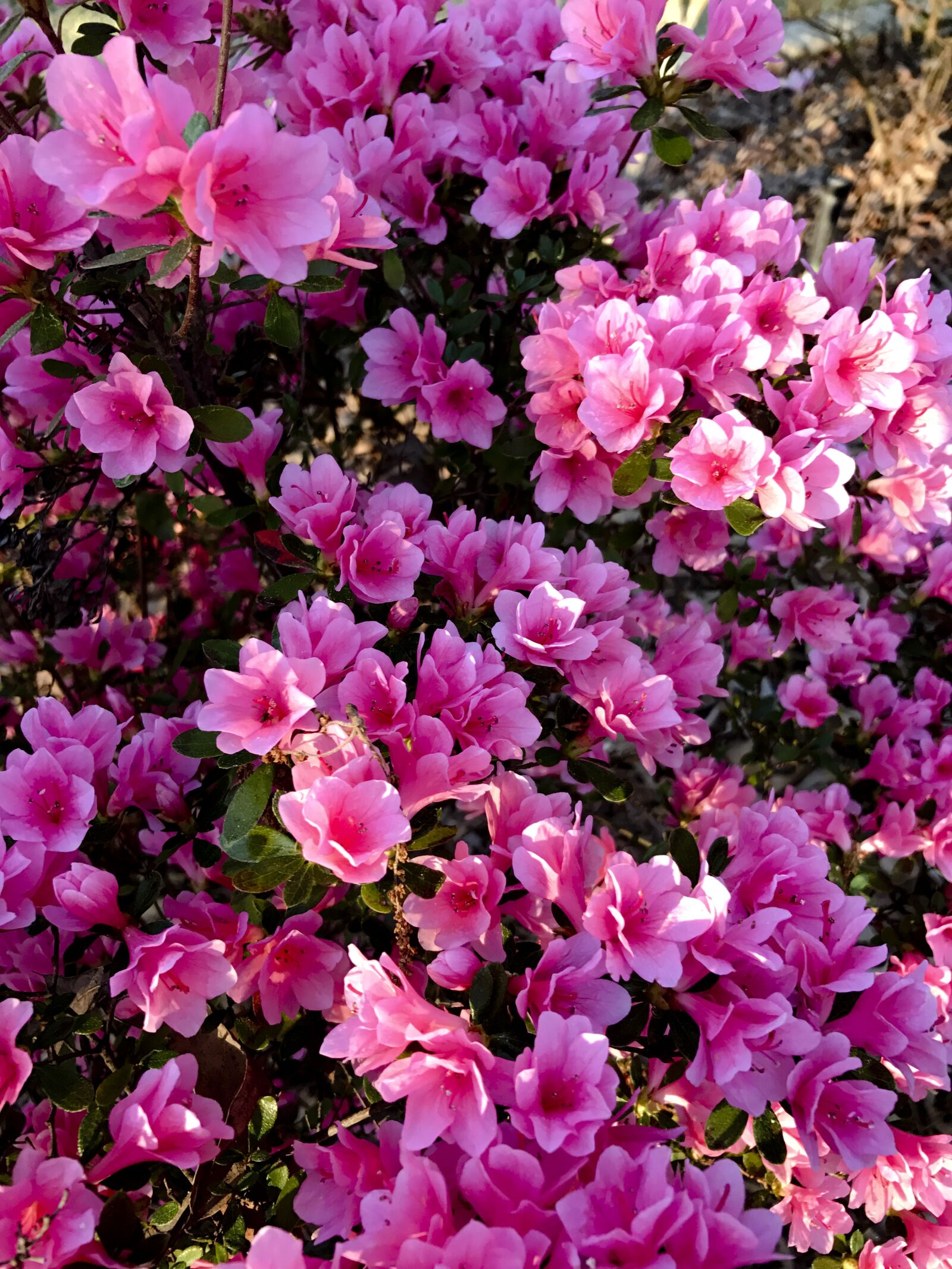 Apple iPhone 7 sample photo. Azalea, blooms, bush photography