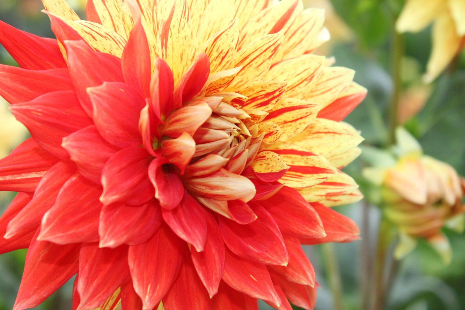 Canon EOS 500D (EOS Rebel T1i / EOS Kiss X3) sample photo. Nature, close up, plant photography