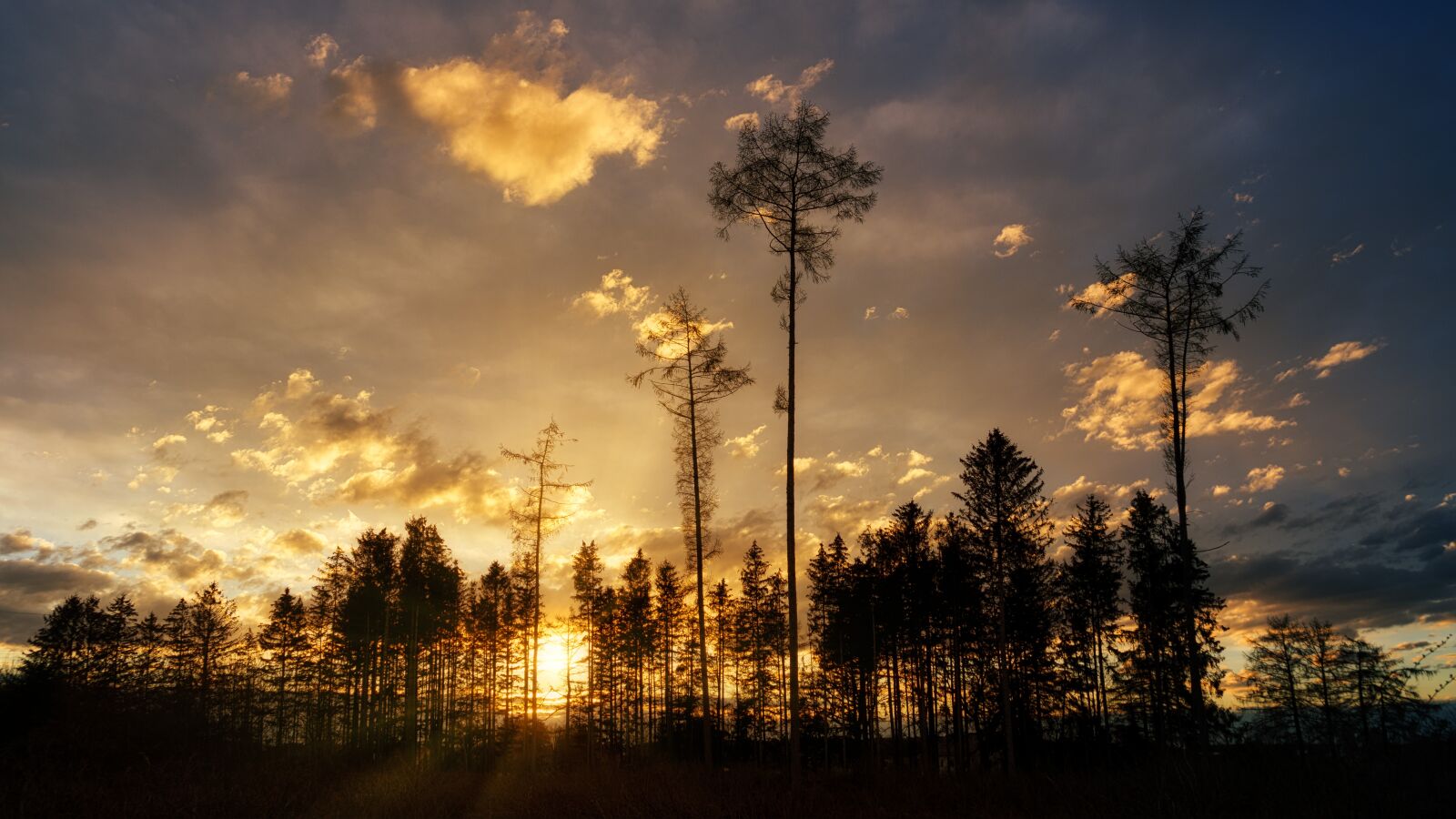 Sony a7 II sample photo. Sunset, trees, forest photography