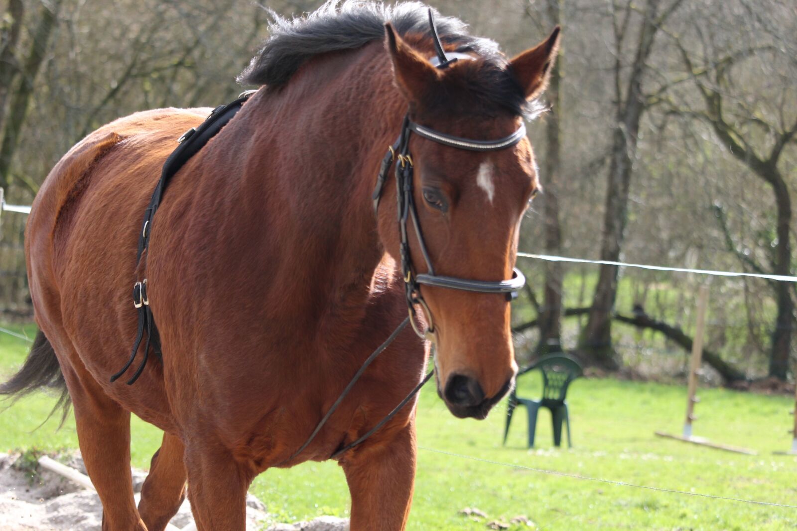 Canon EOS 1200D (EOS Rebel T5 / EOS Kiss X70 / EOS Hi) sample photo. Horse, horses, horse walker photography