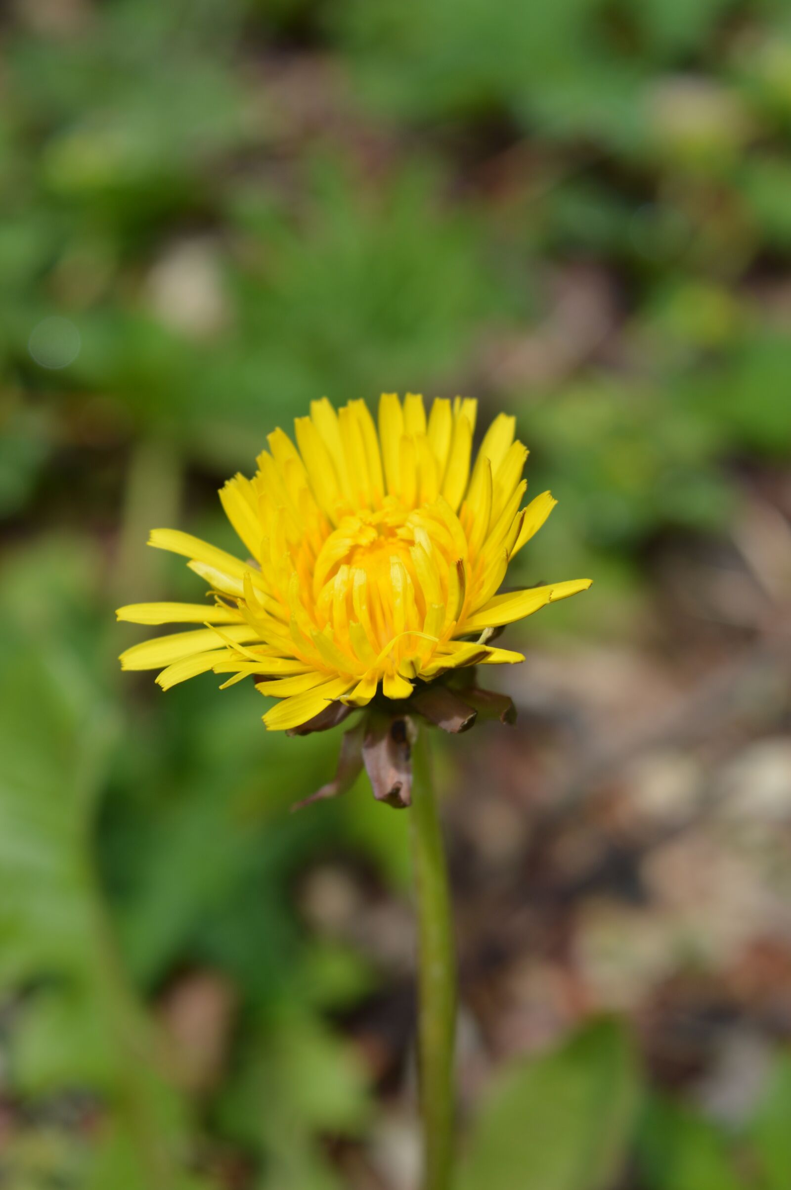 Nikon D3200 sample photo. Dandelion, flower field, flower photography