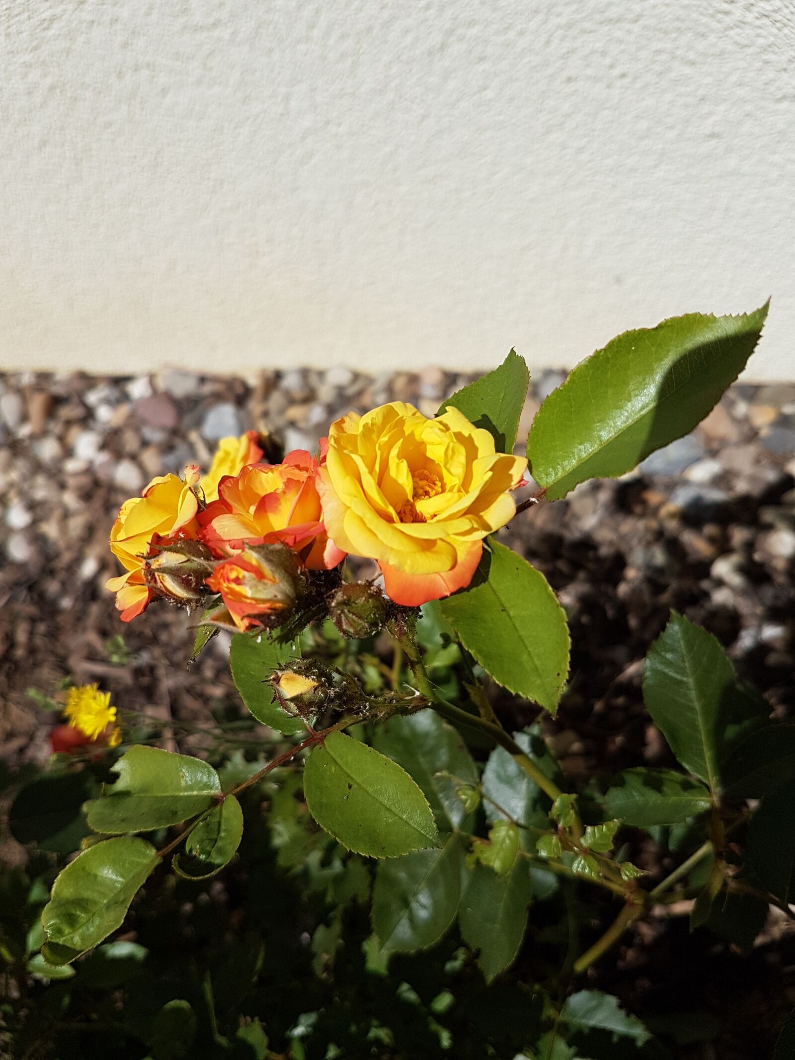 Samsung Galaxy S7 sample photo. Rose, garden, flower photography
