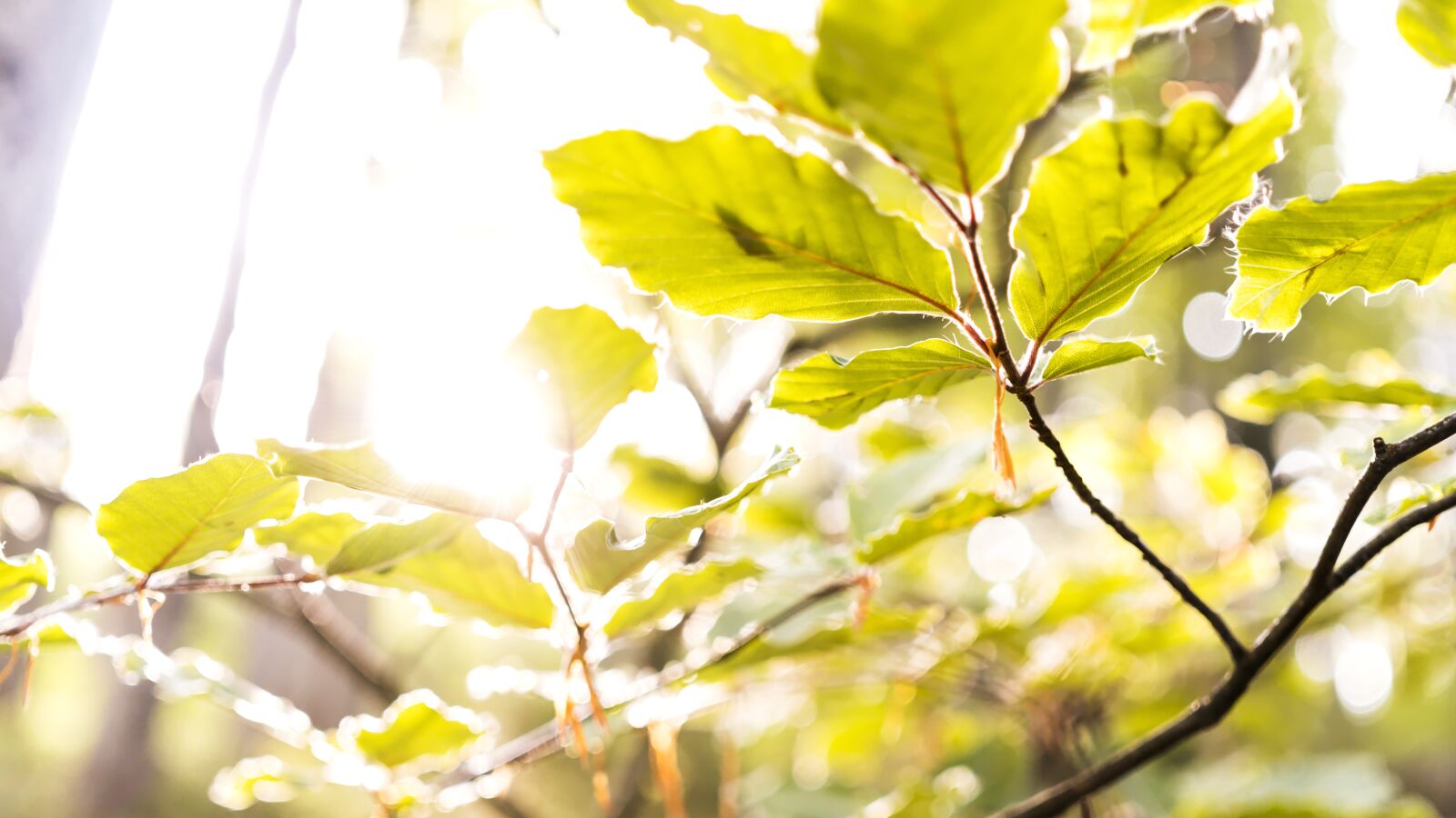 Sony a6300 + Sigma 30mm F2.8 EX DN sample photo. Beech, leaves, branch photography