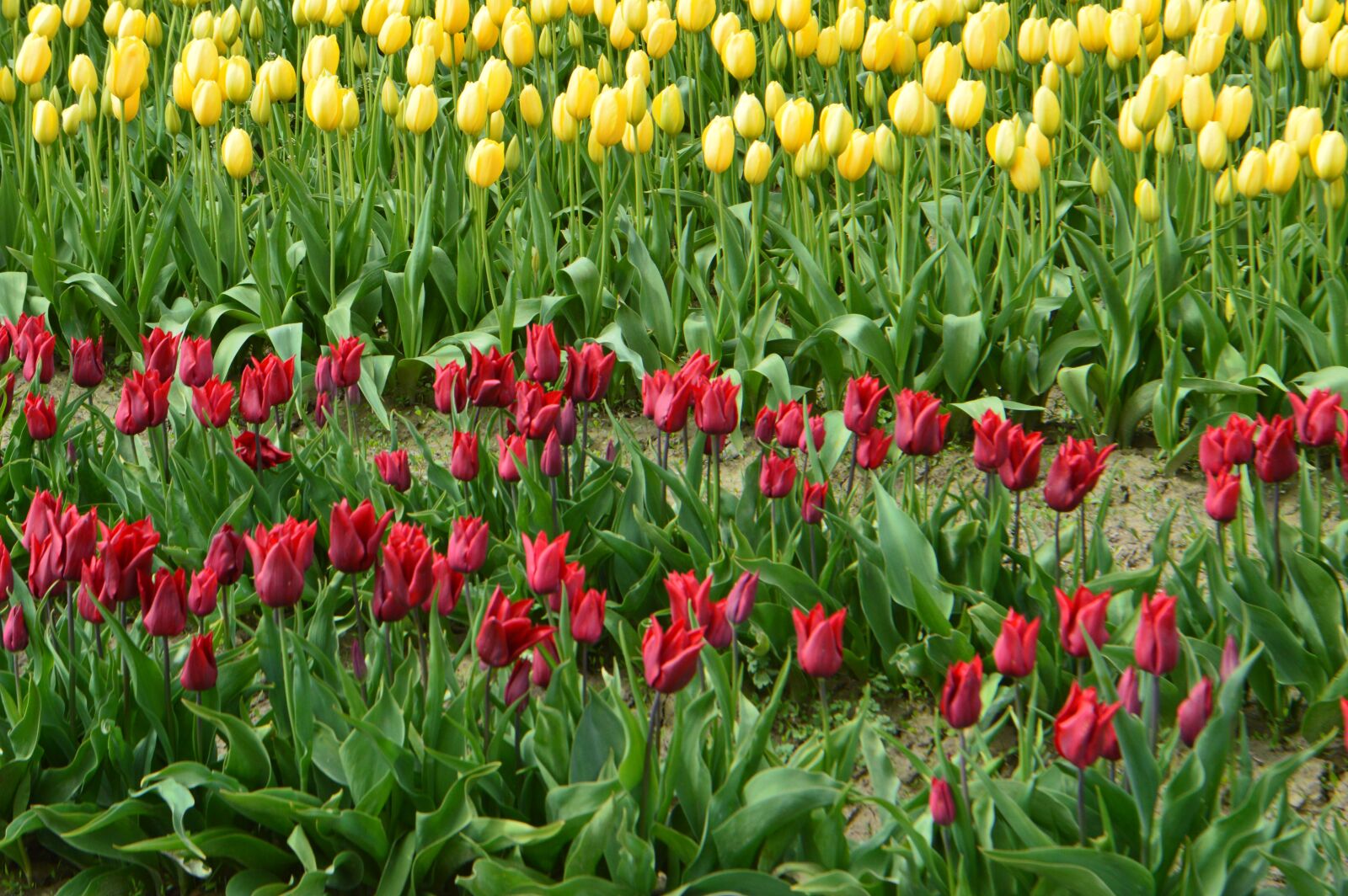 Nikon D3200 sample photo. Tulips, flower of tulip photography