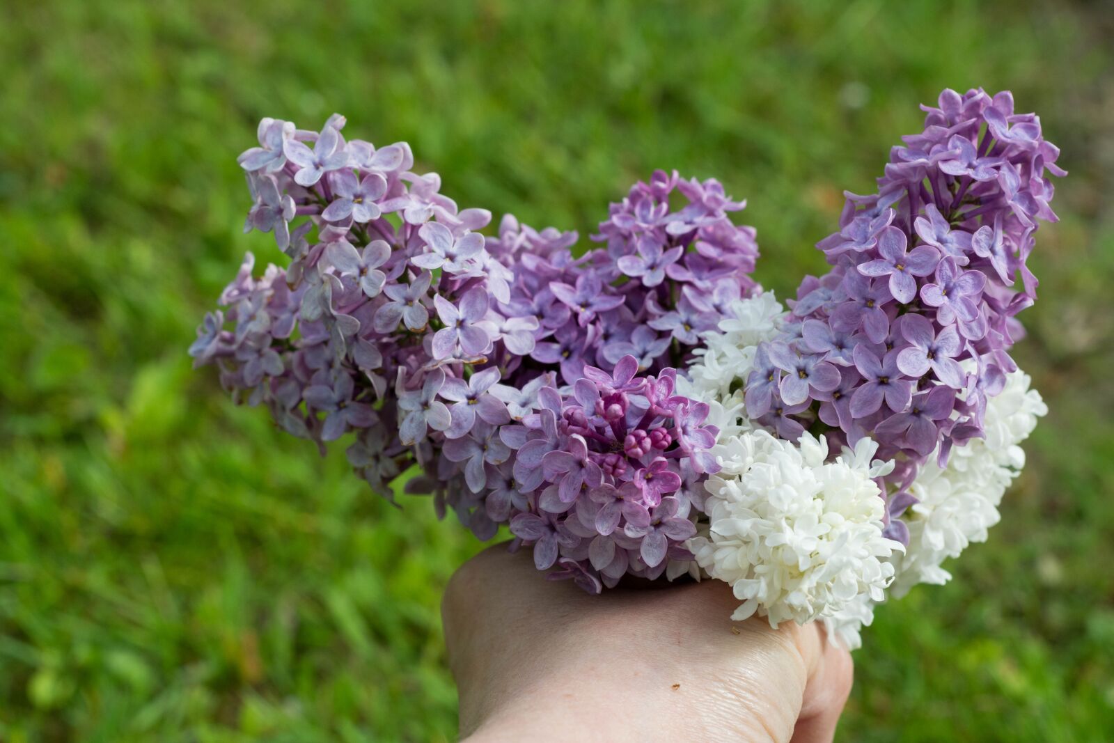 Nikon D5200 sample photo. Without, lilac, nature photography