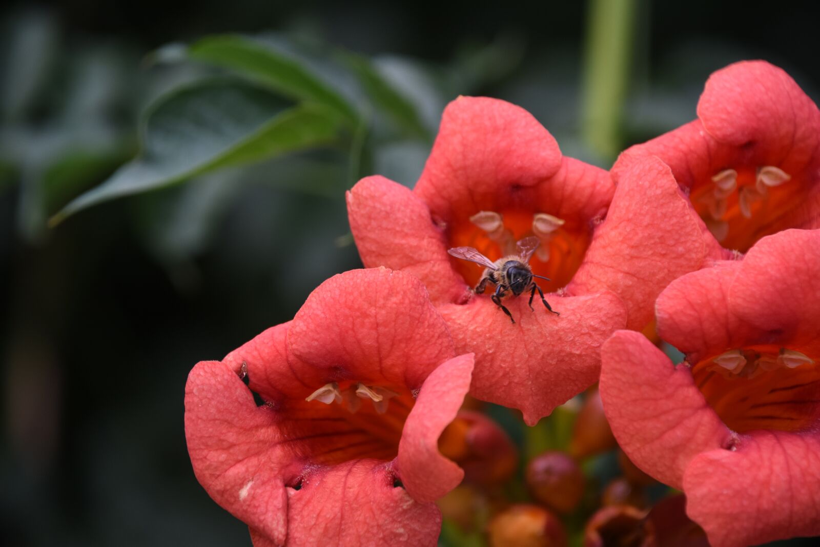 Nikon D7200 sample photo. Bee, ling xiao, close-up photography