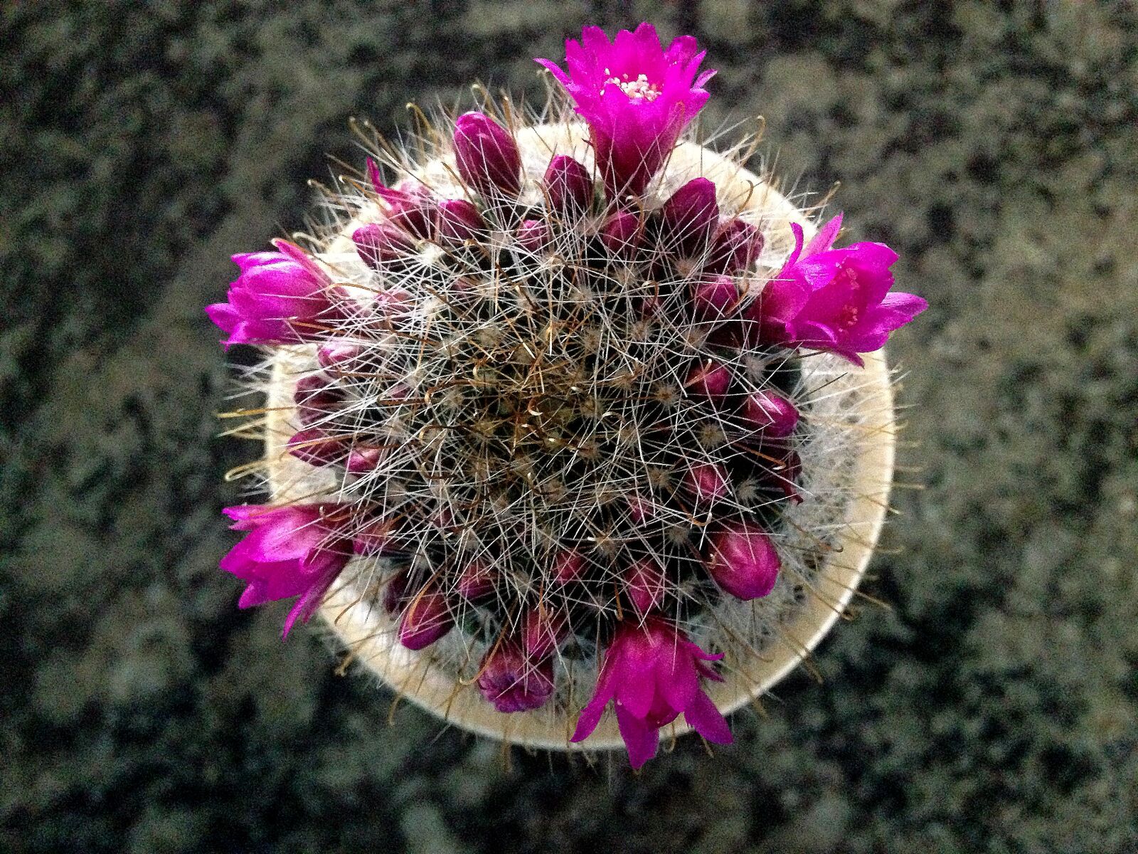 iPhone 5c back camera 4.12mm f/2.4 sample photo. Cactus, flower, flowers, plant photography