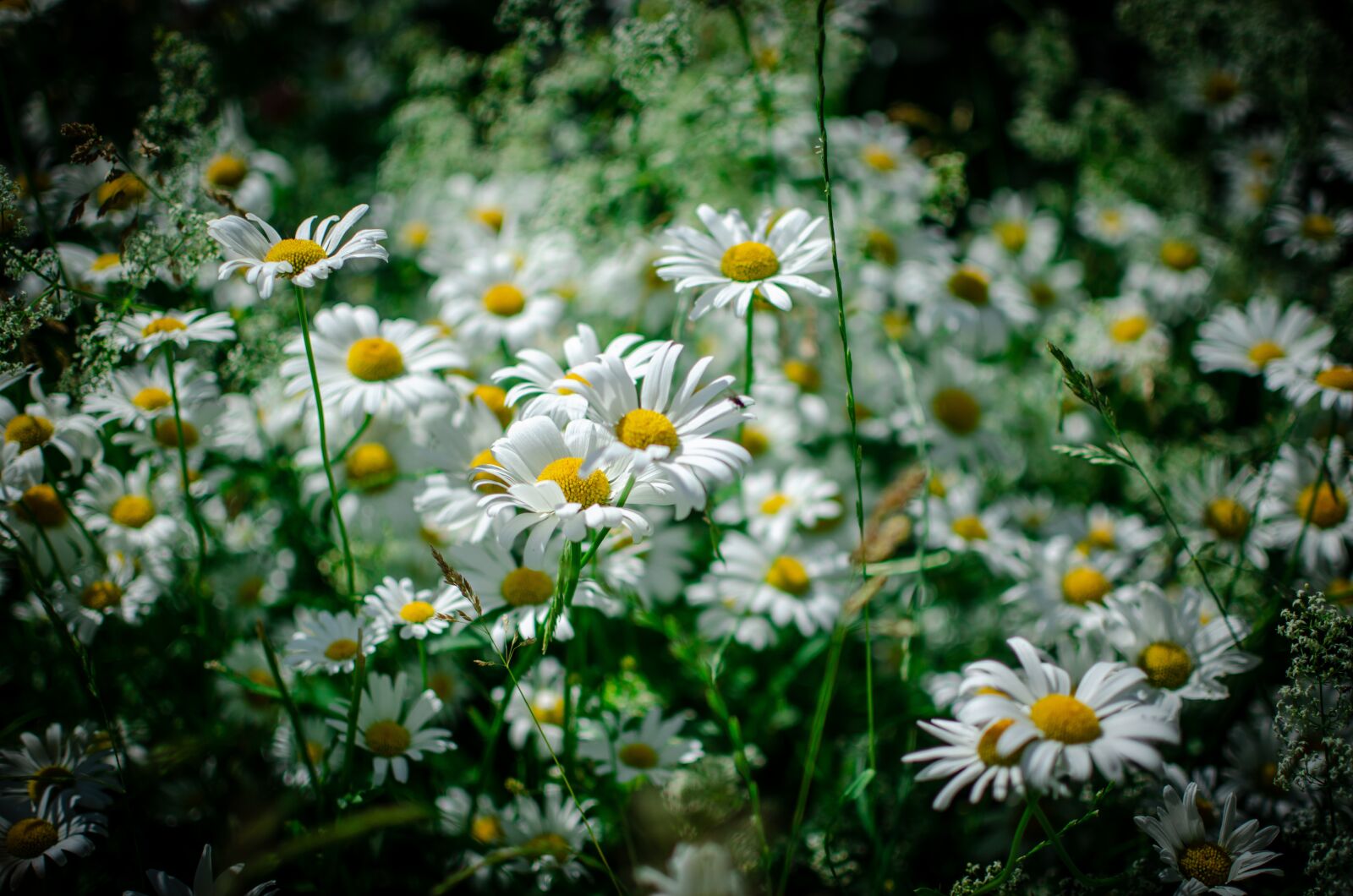 Nikon D5100 sample photo. Macro, photo, flowers photography
