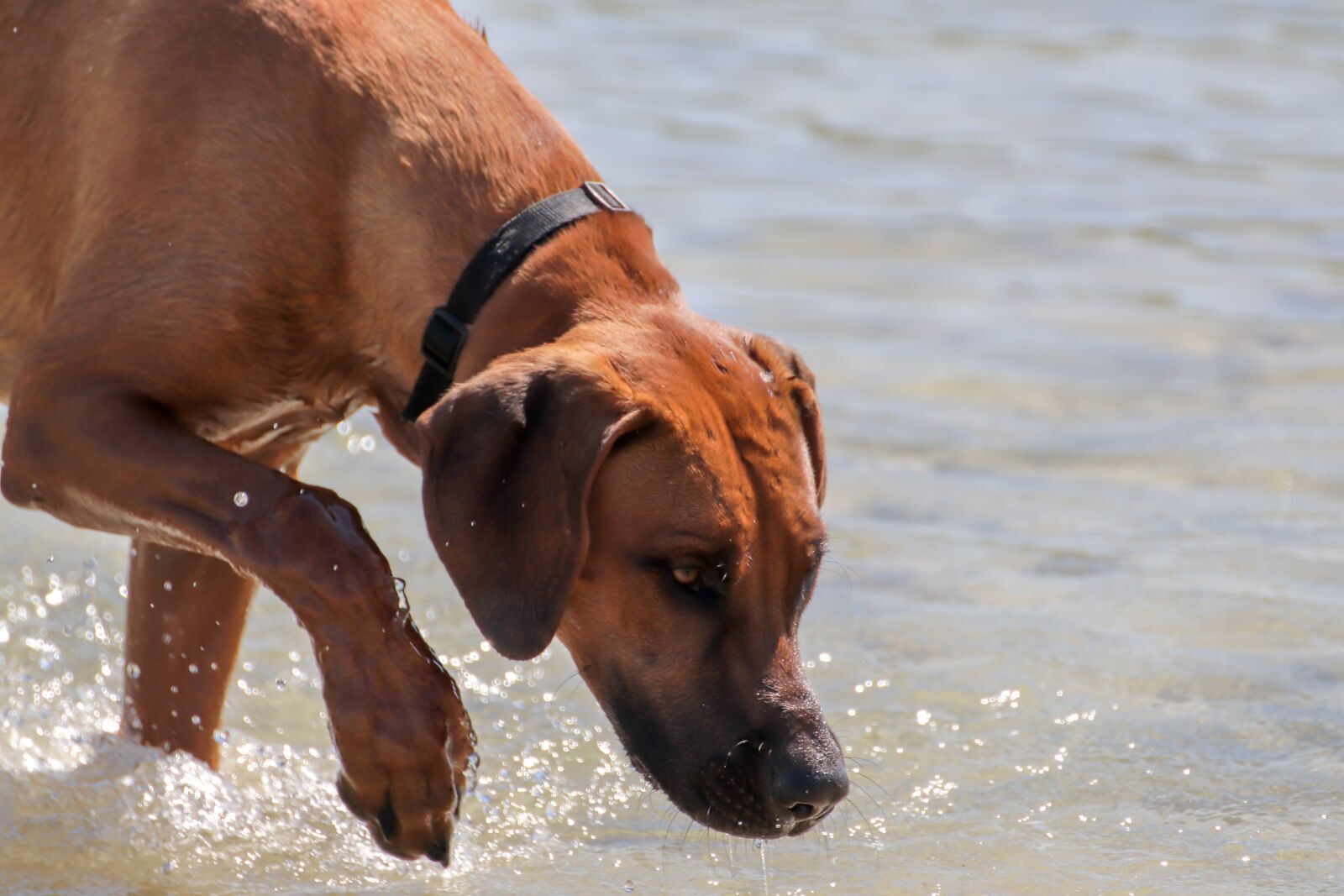 Canon EOS 200D (EOS Rebel SL2 / EOS Kiss X9) sample photo. Dog, water, search photography