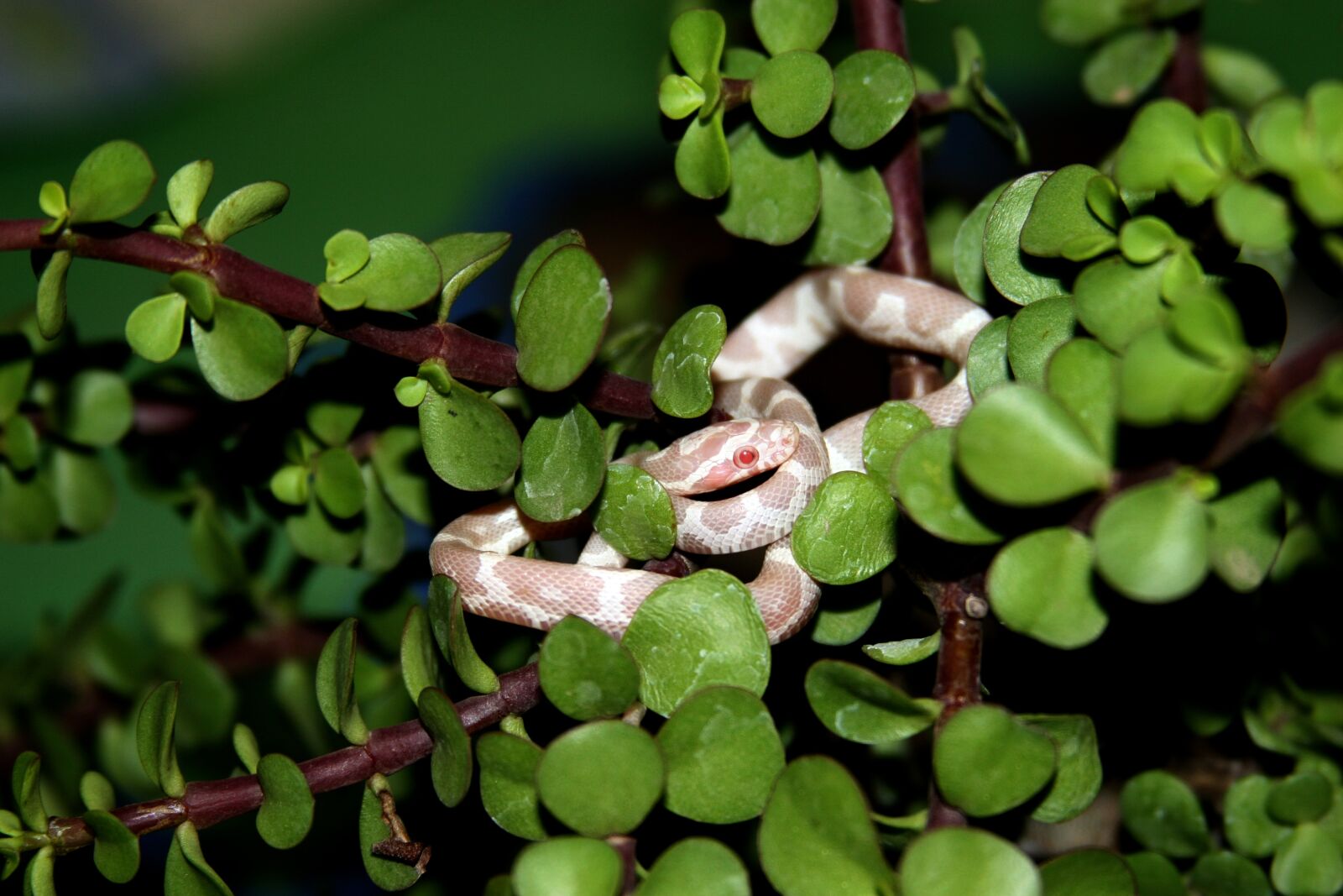 Canon EOS 30D sample photo. Reptile, snake, corn snake photography