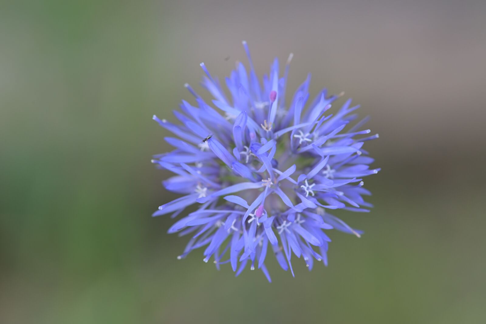 Nikon Z6 sample photo. Diestel, blue flower, bloom photography