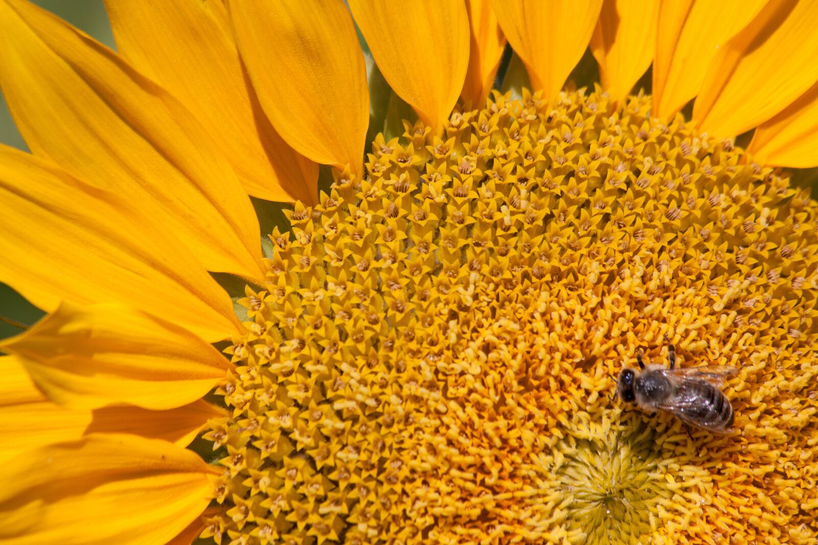 Canon EOS 50D sample photo. Sunflower, helianthus annuus, flower photography