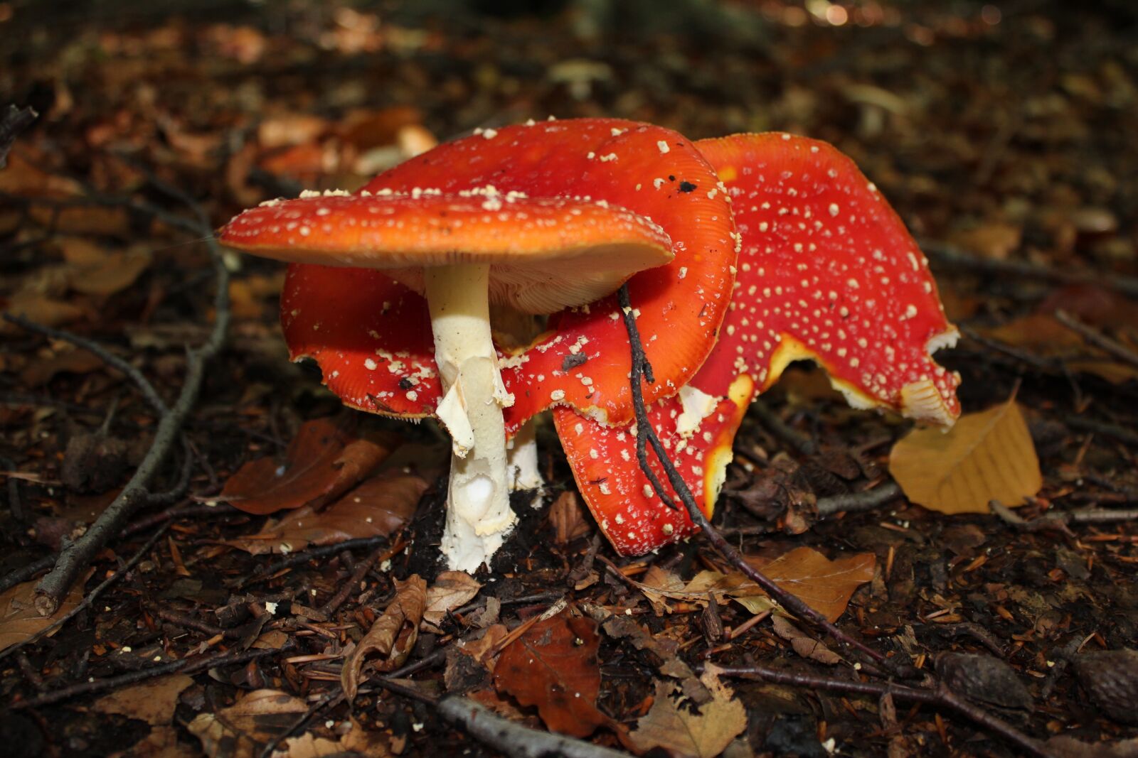 Canon EOS 600D (Rebel EOS T3i / EOS Kiss X5) sample photo. Fly agaric, poison, toxic photography