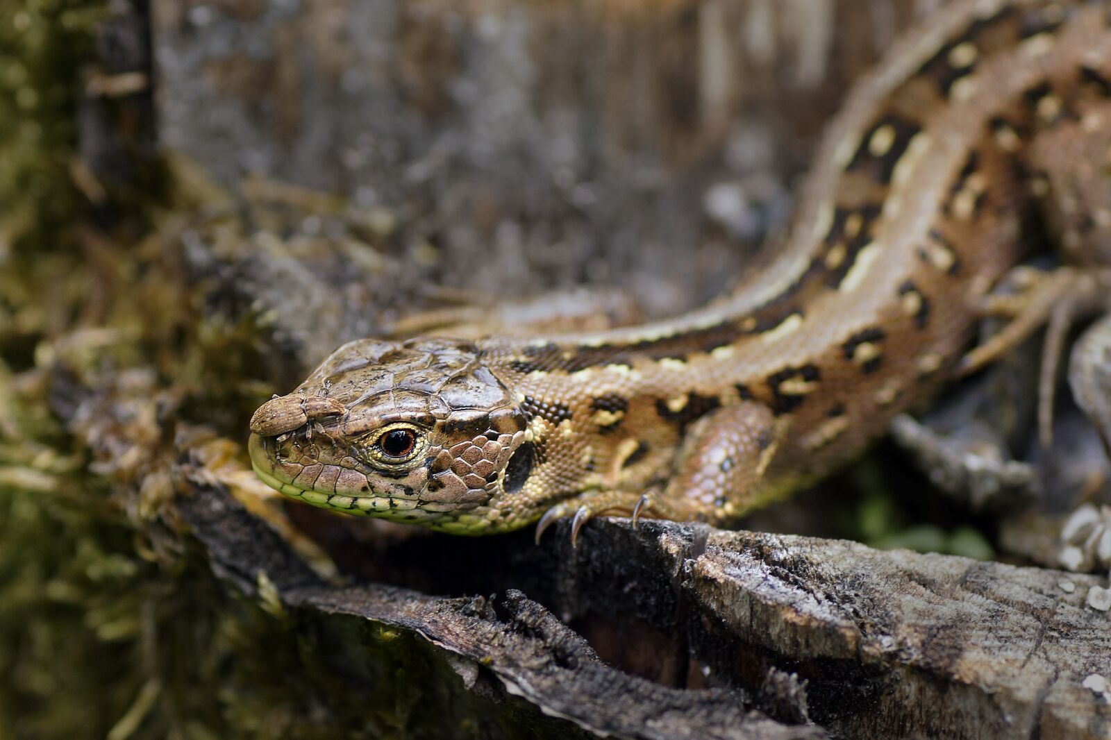 Sony SLT-A65 (SLT-A65V) sample photo. Forest lizard, lizard, reptile photography