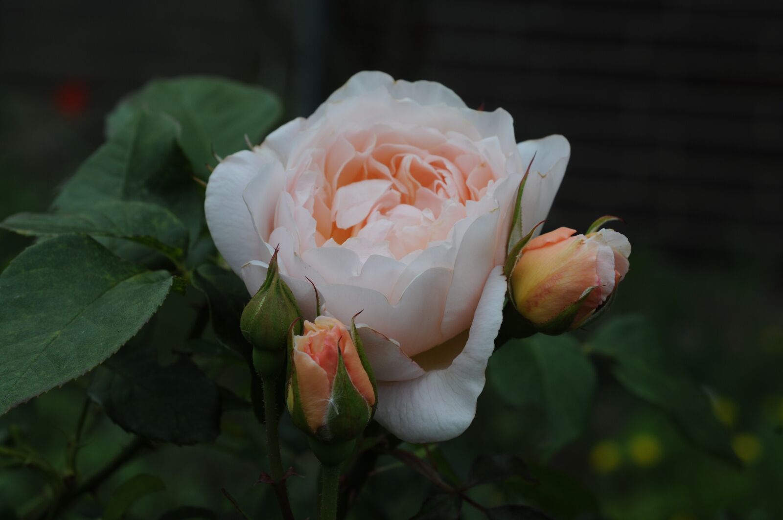 Nikon AF Micro-Nikkor 60mm F2.8D sample photo. Rose, flower, blossom photography