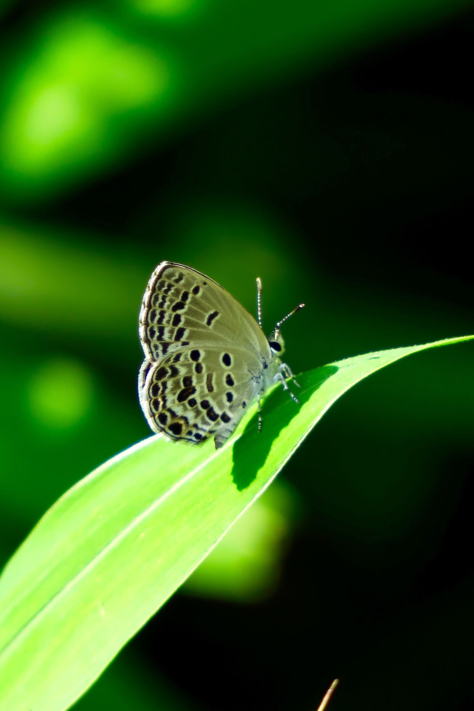 Canon PowerShot G3 X sample photo. Butterfly, quentin chong, green photography