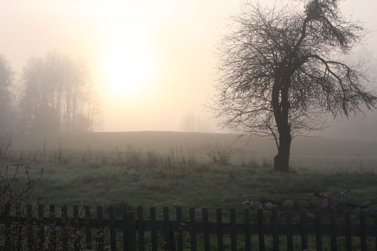 Canon EOS 40D sample photo. Meadow, fog, apple photography