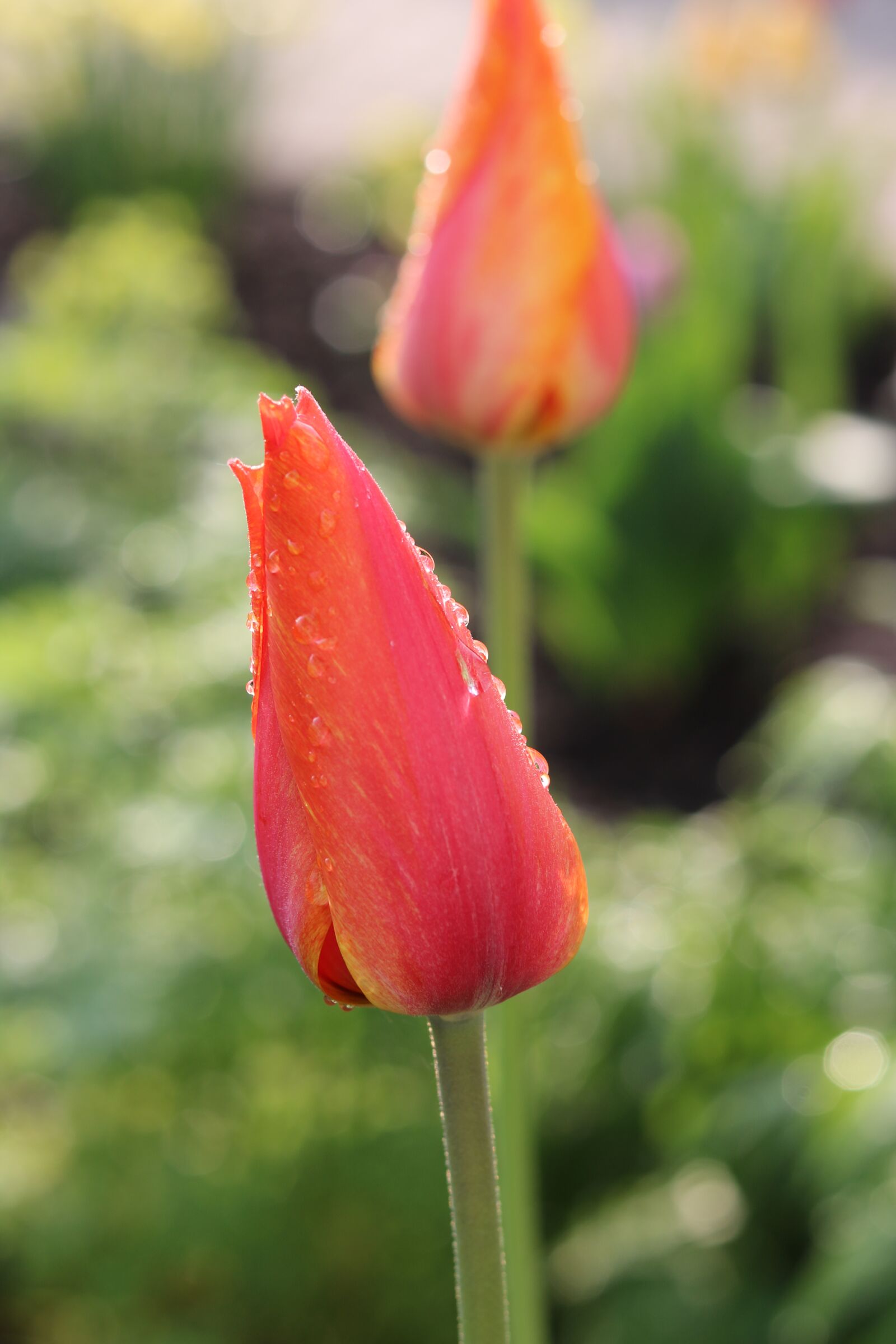 Canon EOS 760D (EOS Rebel T6s / EOS 8000D) + Canon EF 50mm F1.8 STM sample photo. Tulips, easter, nature photography