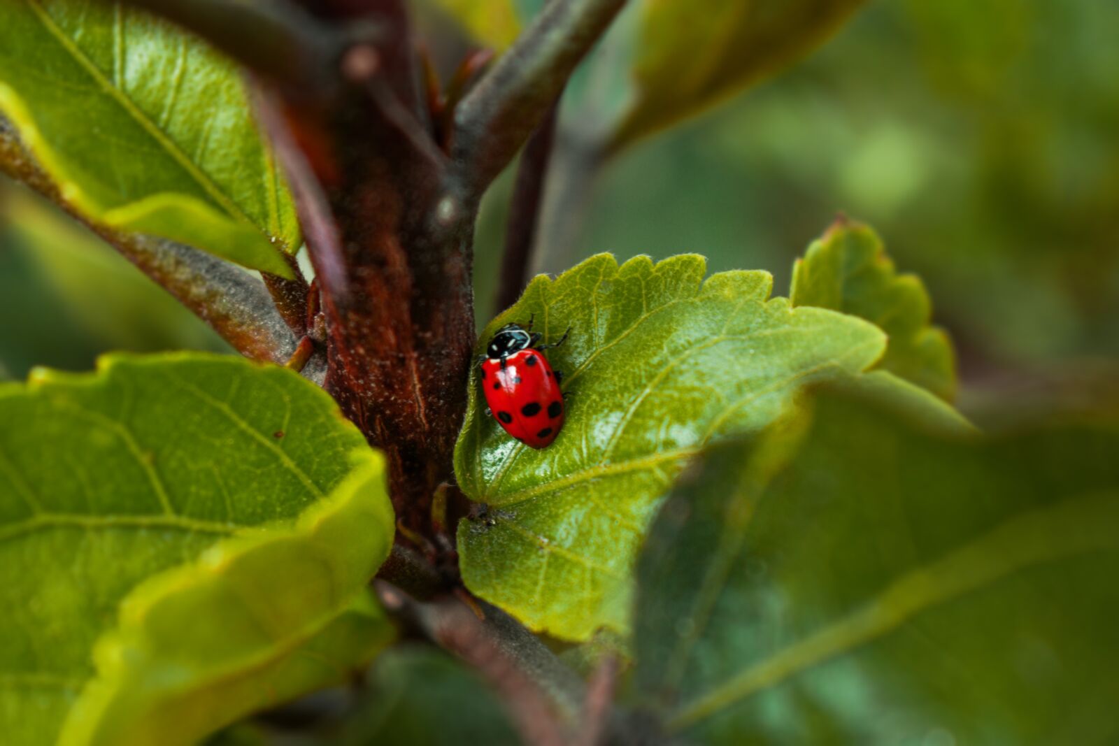 Nikon D3400 sample photo. Ladybug, insect, red photography