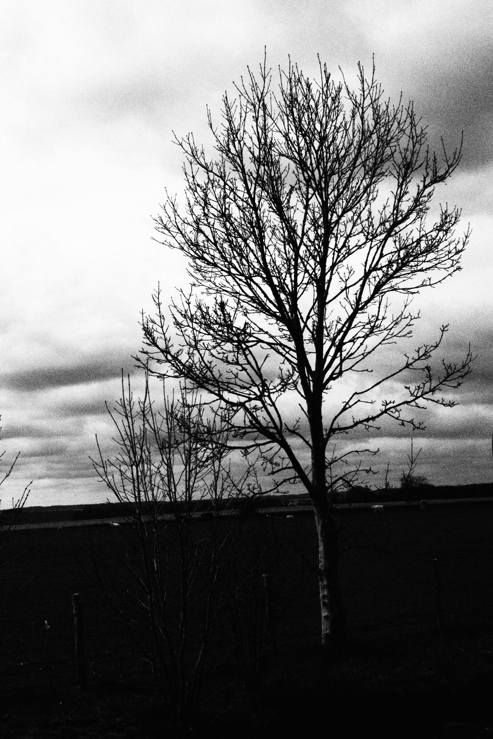 Olympus OM-D E-M1 + Olympus M.Zuiko Digital ED 12-40mm F2.8 Pro sample photo. Tree, shadow, black and photography