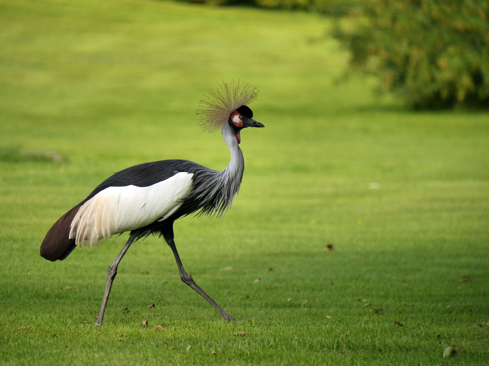 Panasonic Lumix DMC-G6 sample photo. Grey crowned crane, bird photography