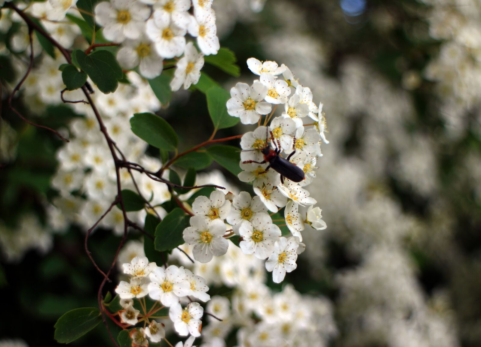Canon EOS M sample photo. Bush, spiere, blossom photography