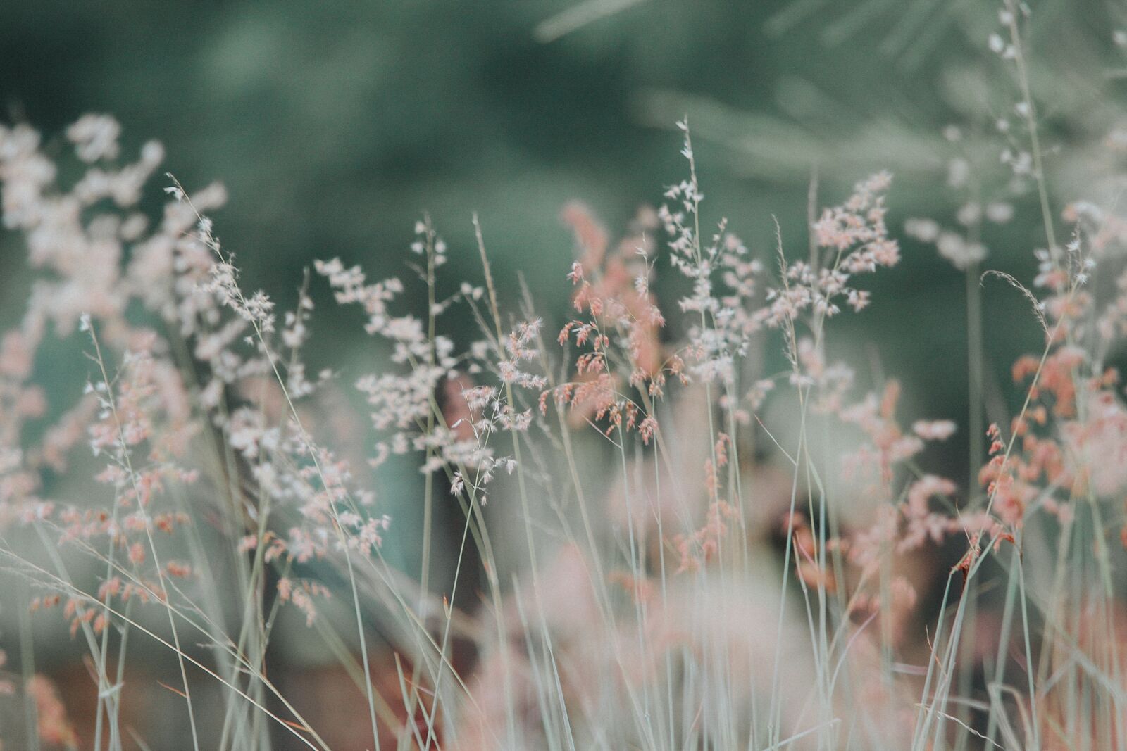 Canon EOS 60D sample photo. Flower, grass, plant photography
