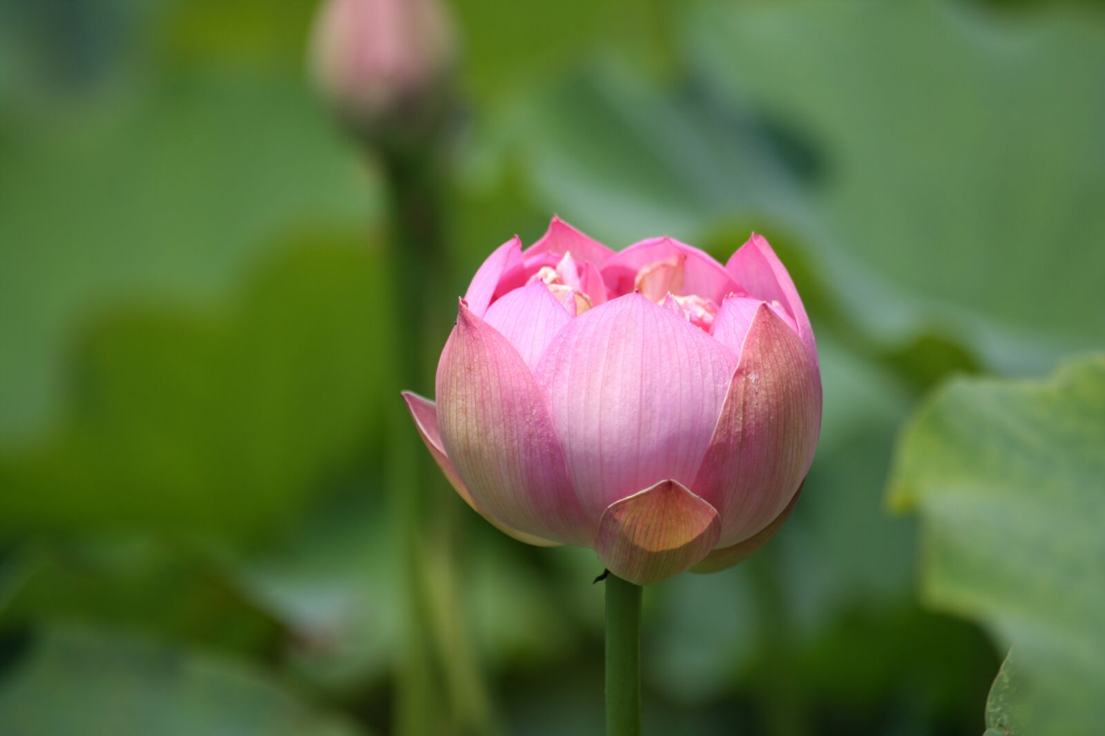 Canon EOS 350D (EOS Digital Rebel XT / EOS Kiss Digital N) sample photo. Lotus, pink flower, pond photography