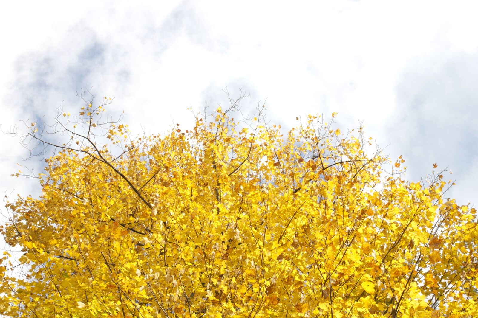 Canon EOS 550D (EOS Rebel T2i / EOS Kiss X4) sample photo. Sky, yellow leaves, trees photography