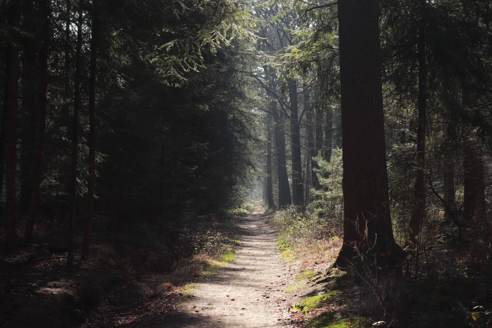Canon EF 50mm F1.8 II sample photo. Mastbos, breda, forest photography