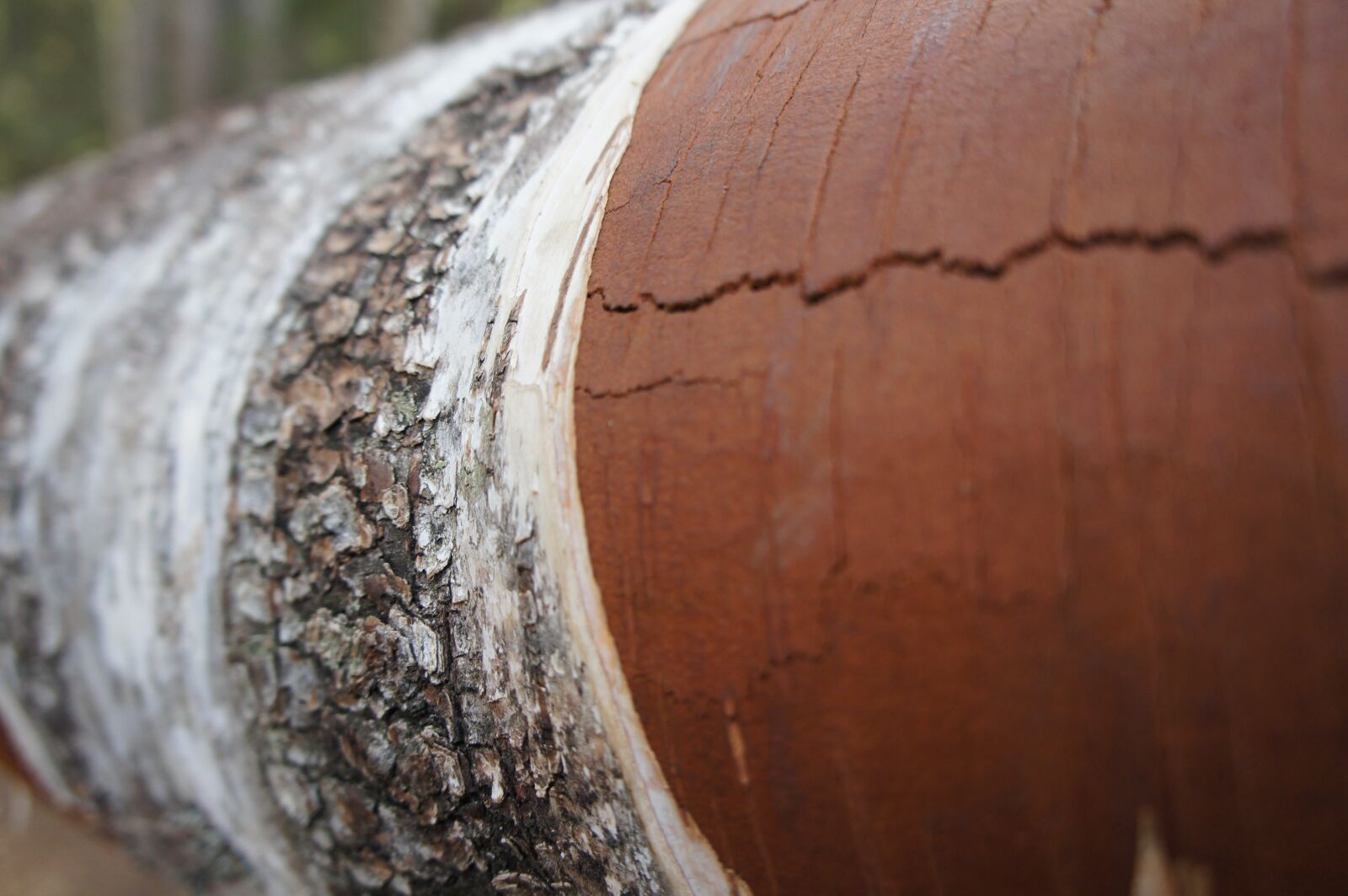 Sony Alpha NEX-C3 sample photo. Tree, bark, nature photography