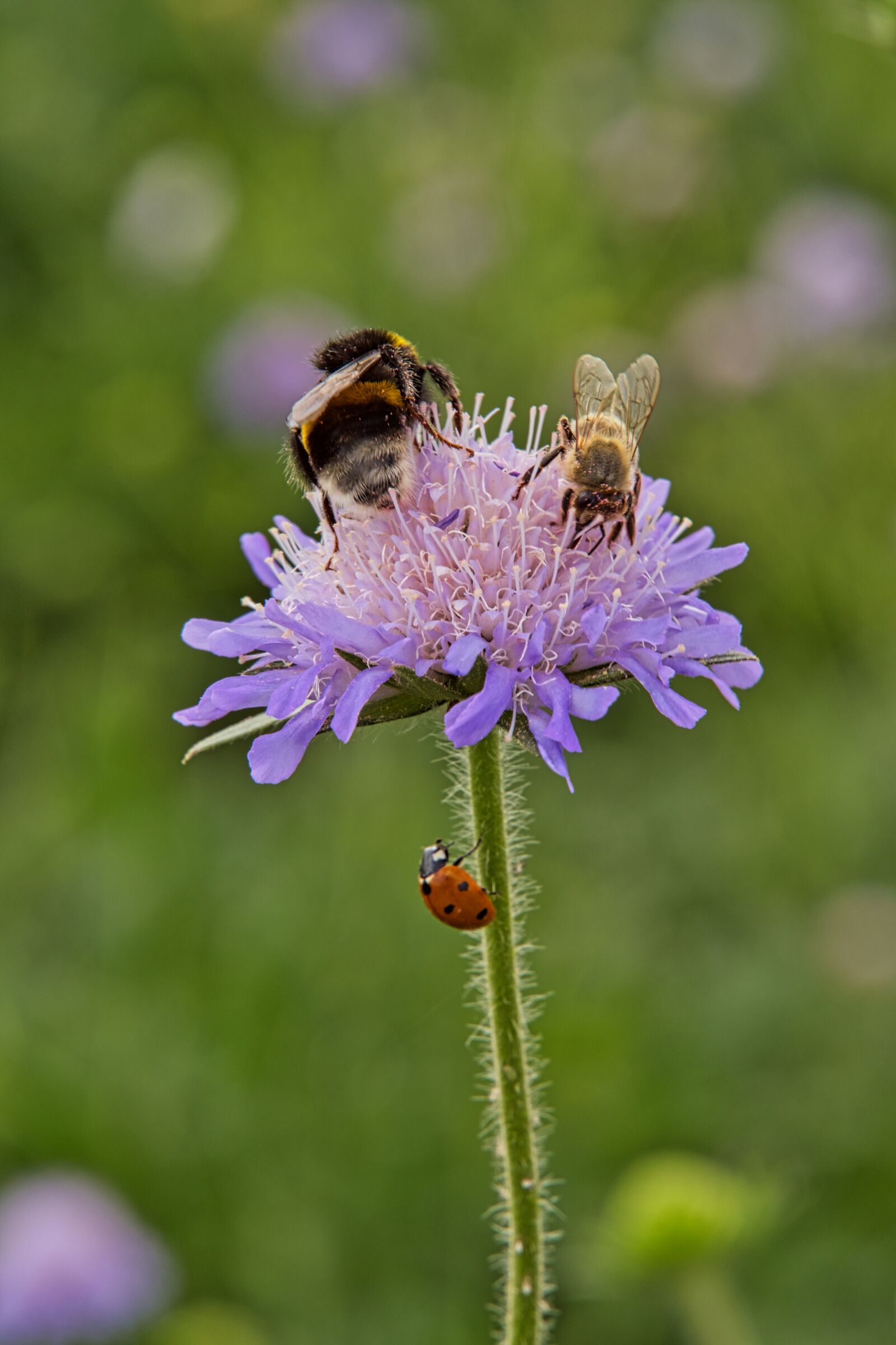 Sony a6400 sample photo. Flower, blossom, bloom photography