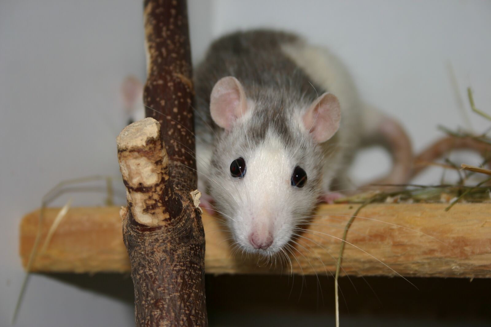 Canon EOS 300D (EOS Digital Rebel / EOS Kiss Digital) sample photo. Animal, rat, nager photography