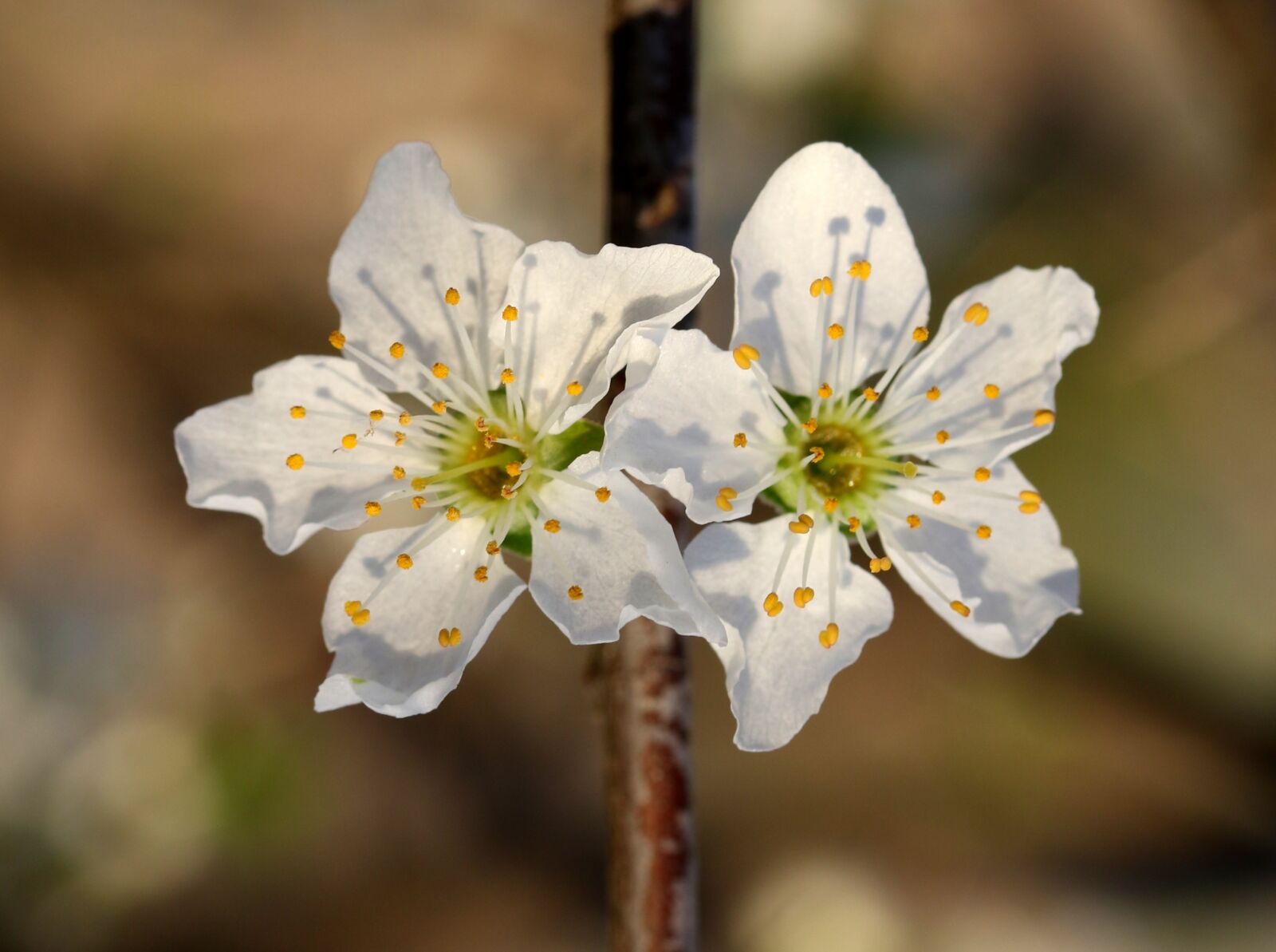 Canon EF-S 60mm F2.8 Macro USM sample photo. Flowers, white, casey photography