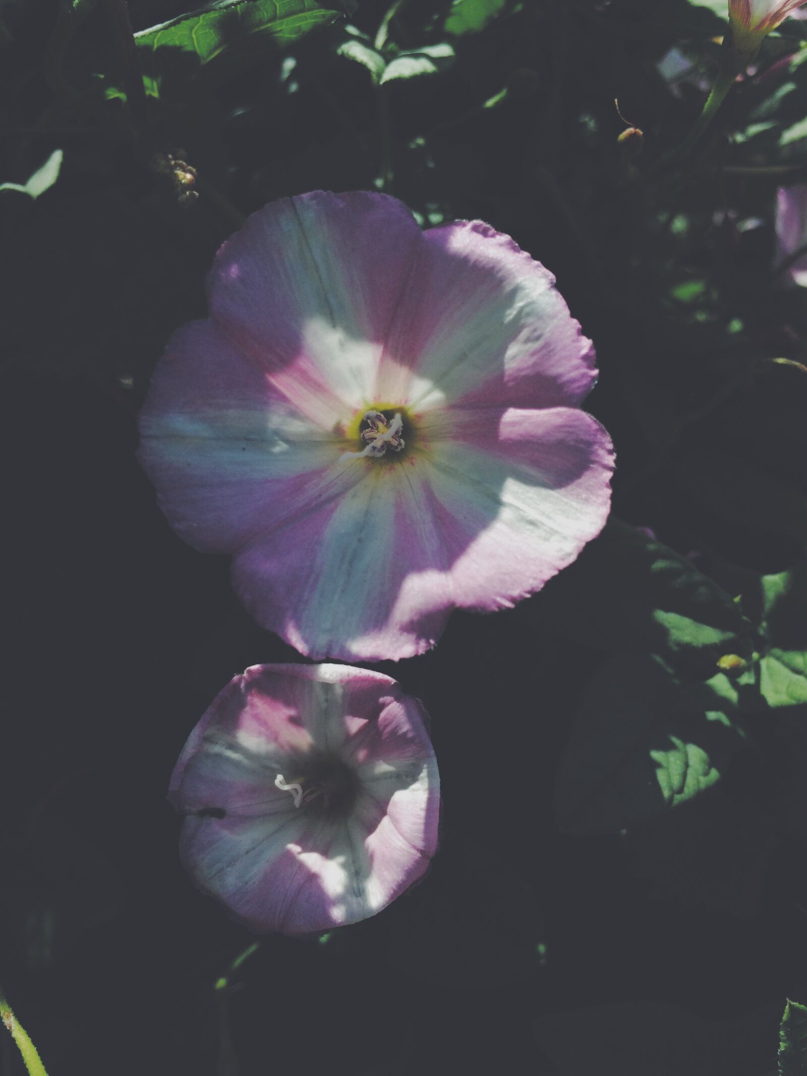 Apple iPhone 5s sample photo. Flower, nature, flowers photography