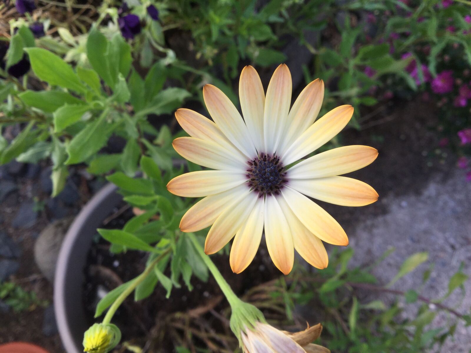 Apple iPad Air 2 sample photo. Flower, daisy, nature photography