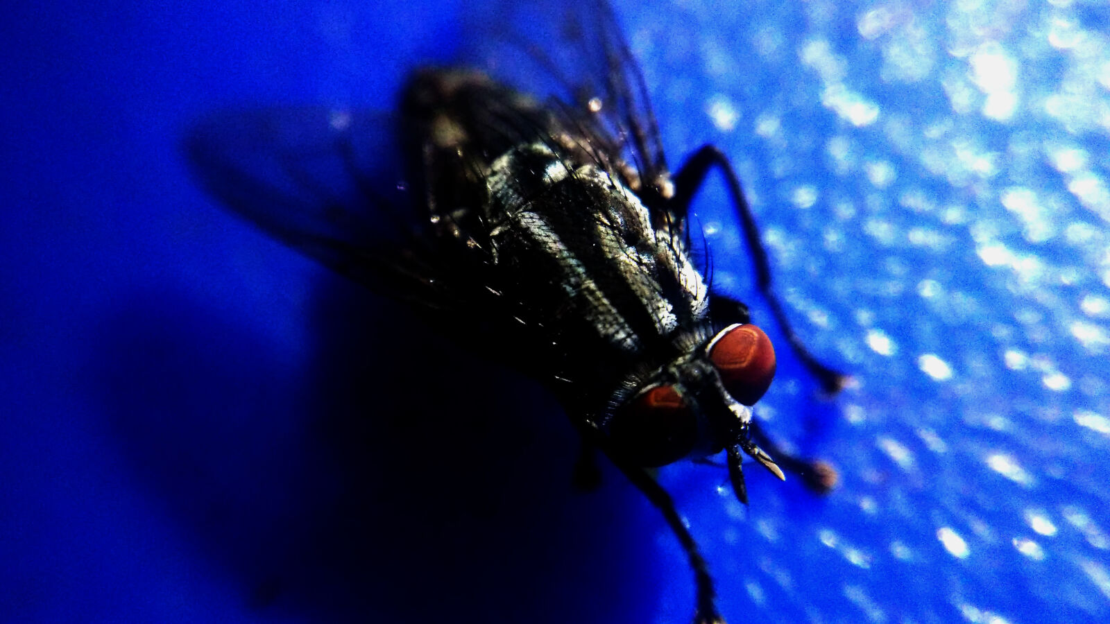 Xiaomi MI3 sample photo. Fly, macro, macro, photography photography