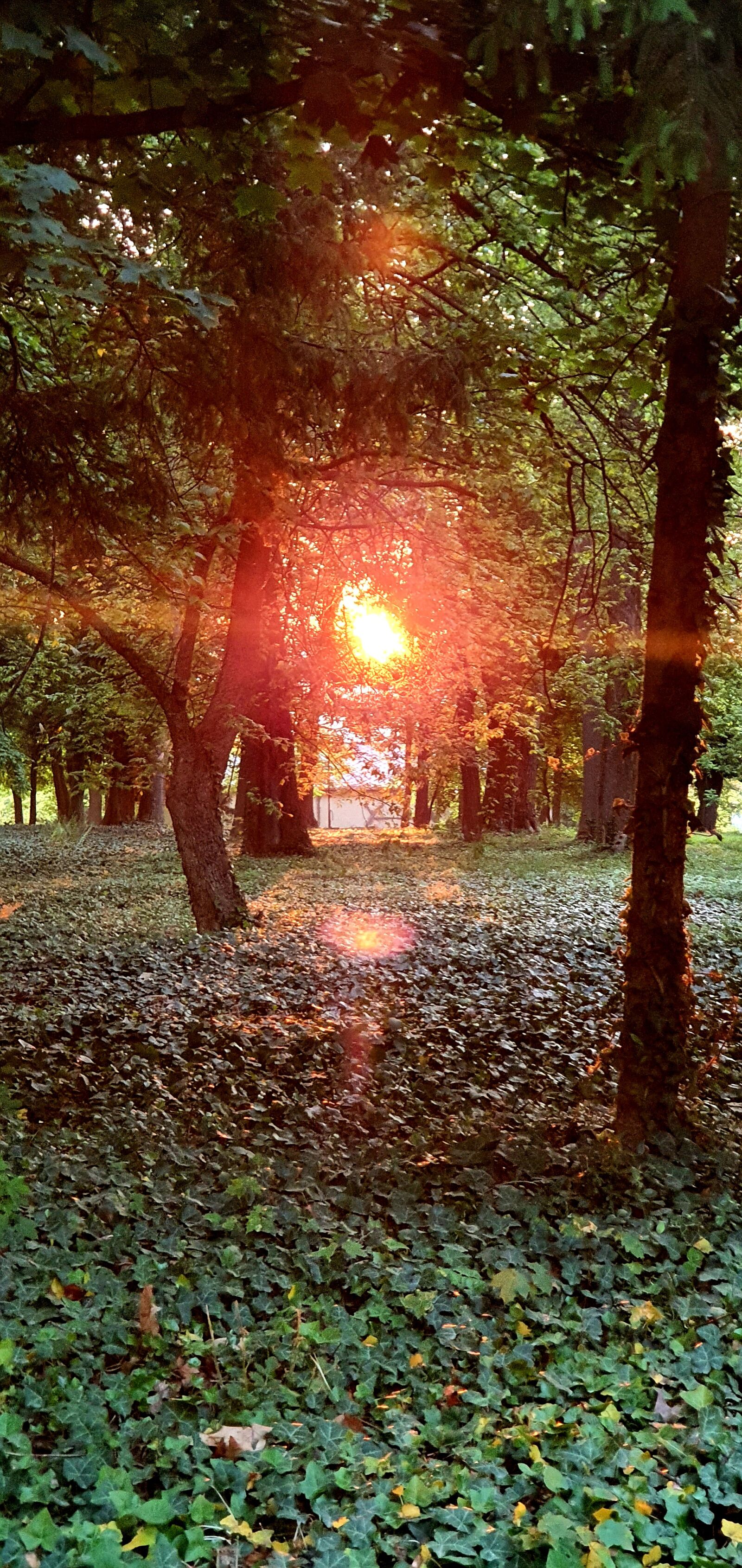 Samsung Galaxy S10+ sample photo. Forest, sun, sunrise photography