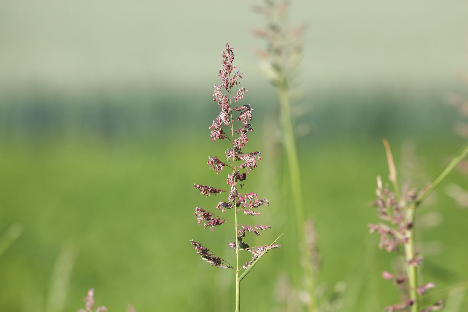 Canon EOS 5D Mark III + Canon EF 100-400mm F4.5-5.6L IS USM sample photo. Grass, halme, green photography