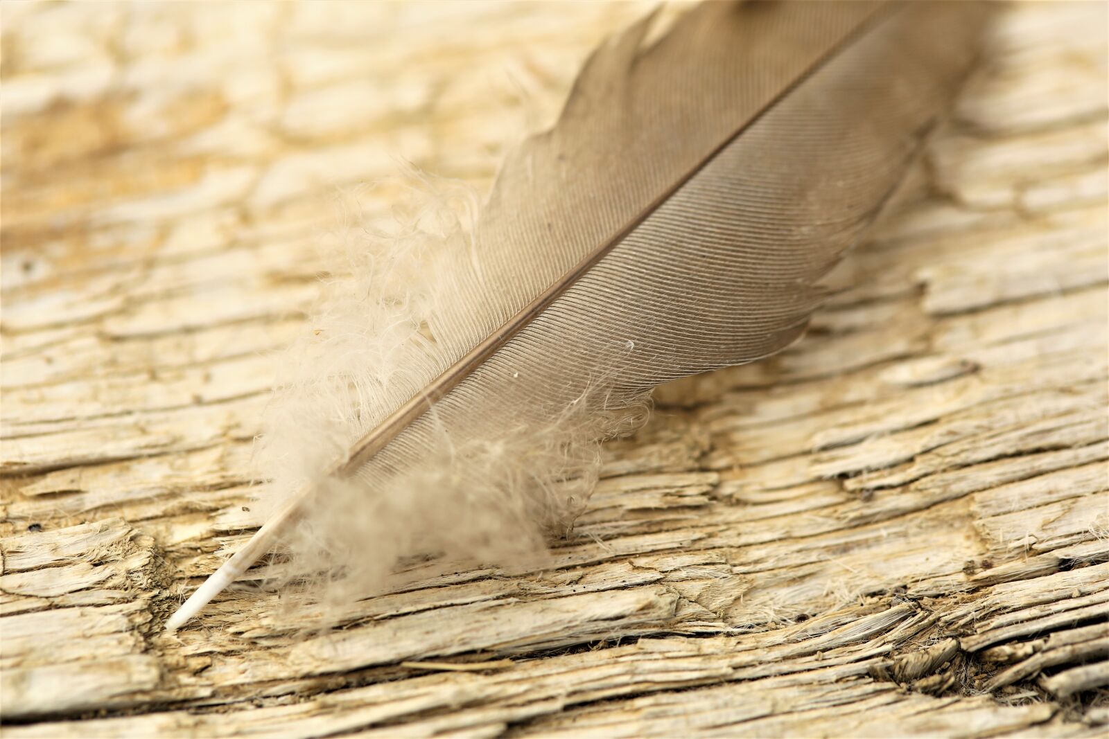 Canon EOS 5D Mark III + Canon EF 100mm F2.8 Macro USM sample photo. Feather, wood, nature photography