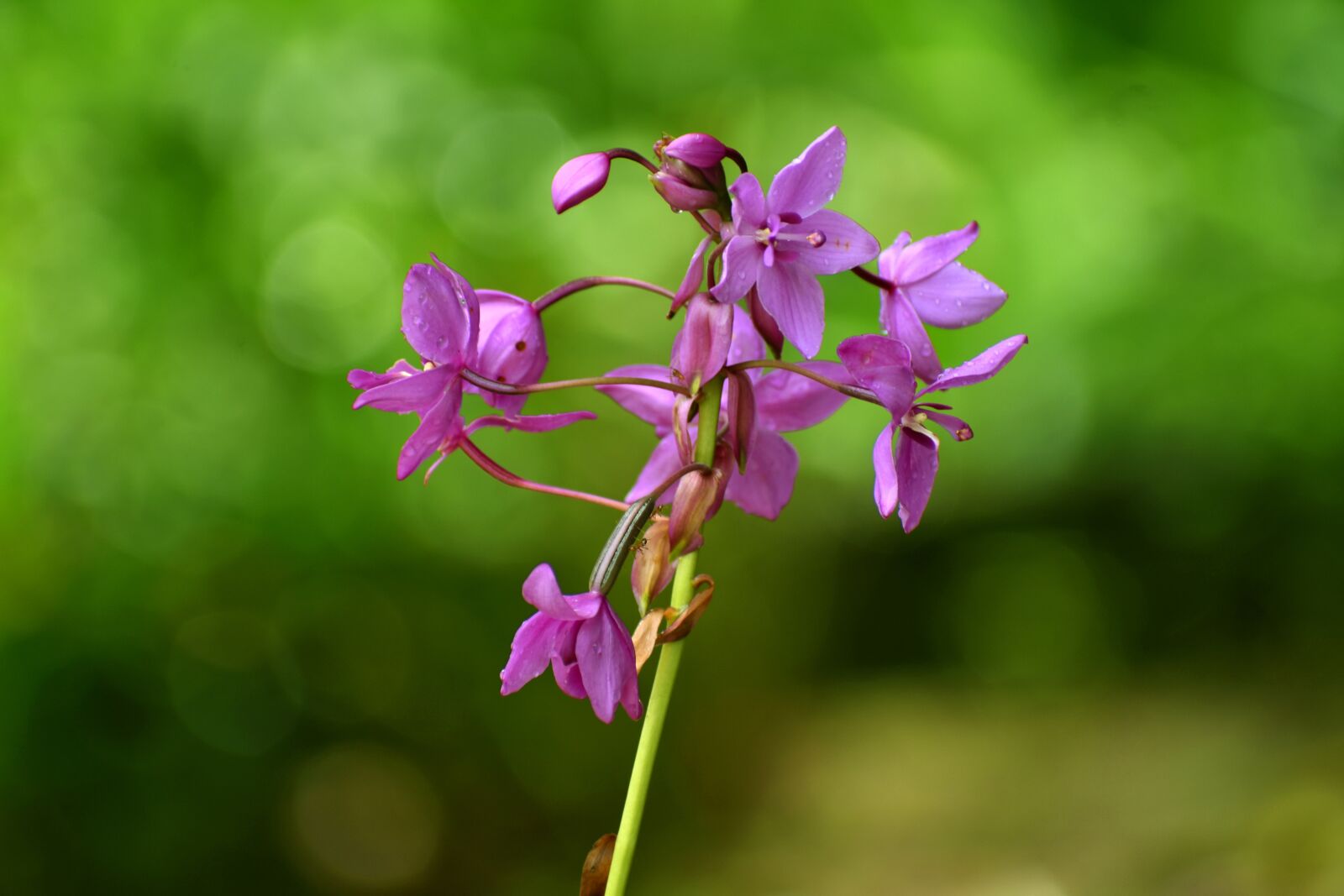 Nikon D3400 sample photo. Orchid, flower, blossom photography
