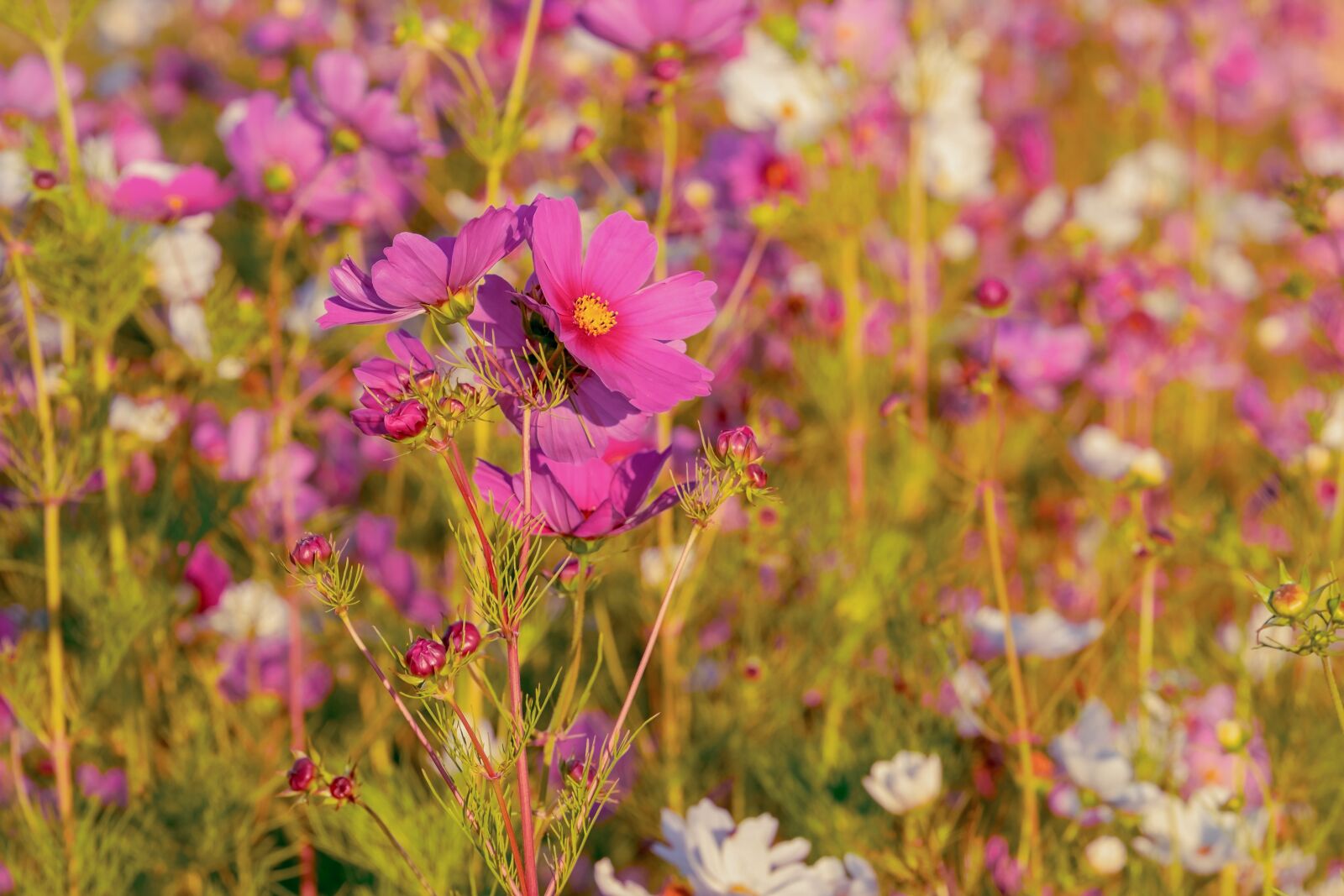 Fujifilm XF 55-200mm F3.5-4.8 R LM OIS sample photo. Cosmea, flowers, bloom photography
